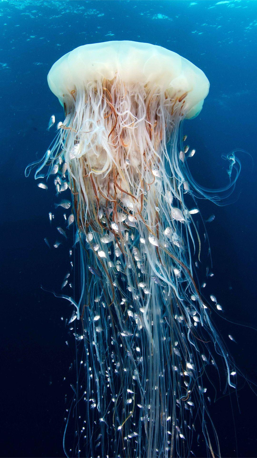 1080x1920 Jellyfish iPhone Wallpaper HD