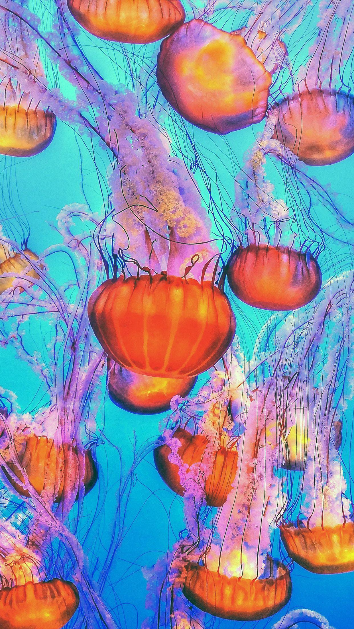 Jellyfish iPhone Wallpapers - Top Free Jellyfish iPhone Backgrounds