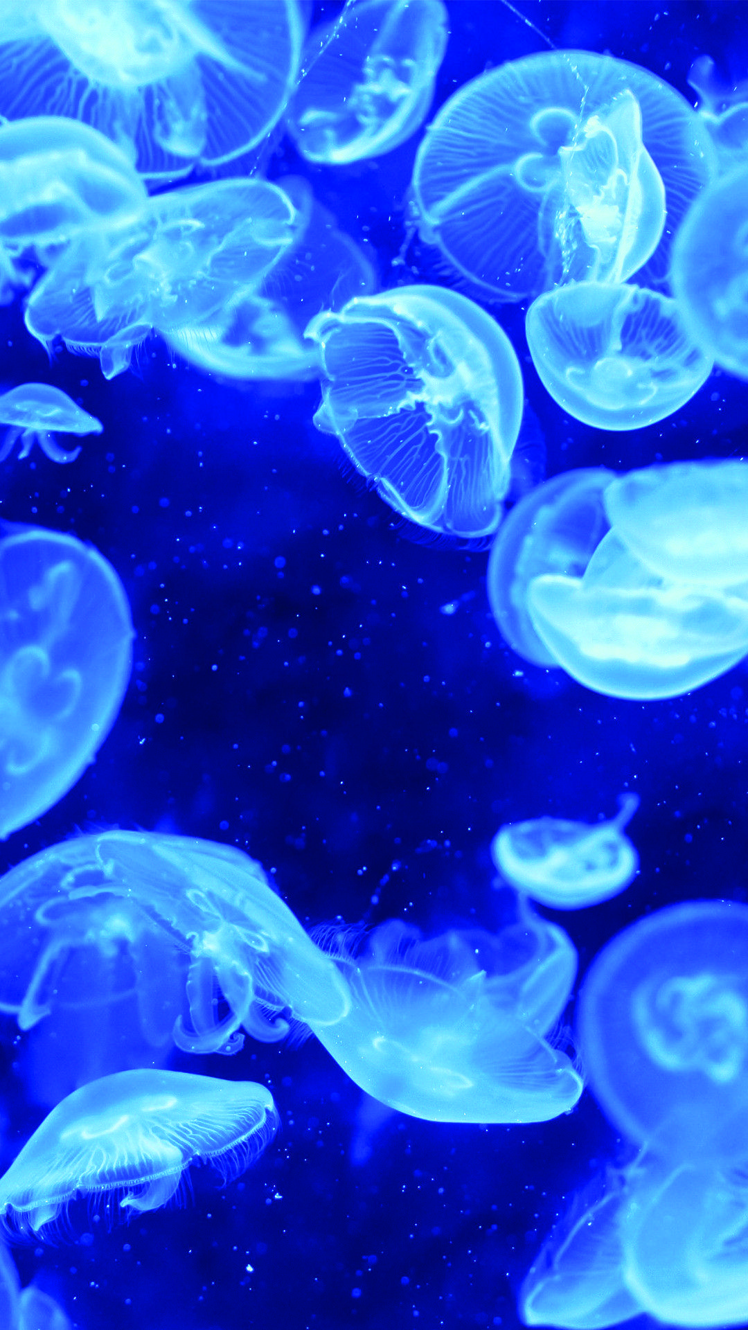 1080x1920 Blue Jellyfish iPhone Wallpaper. Jellyfish picture, Blue jellyfish