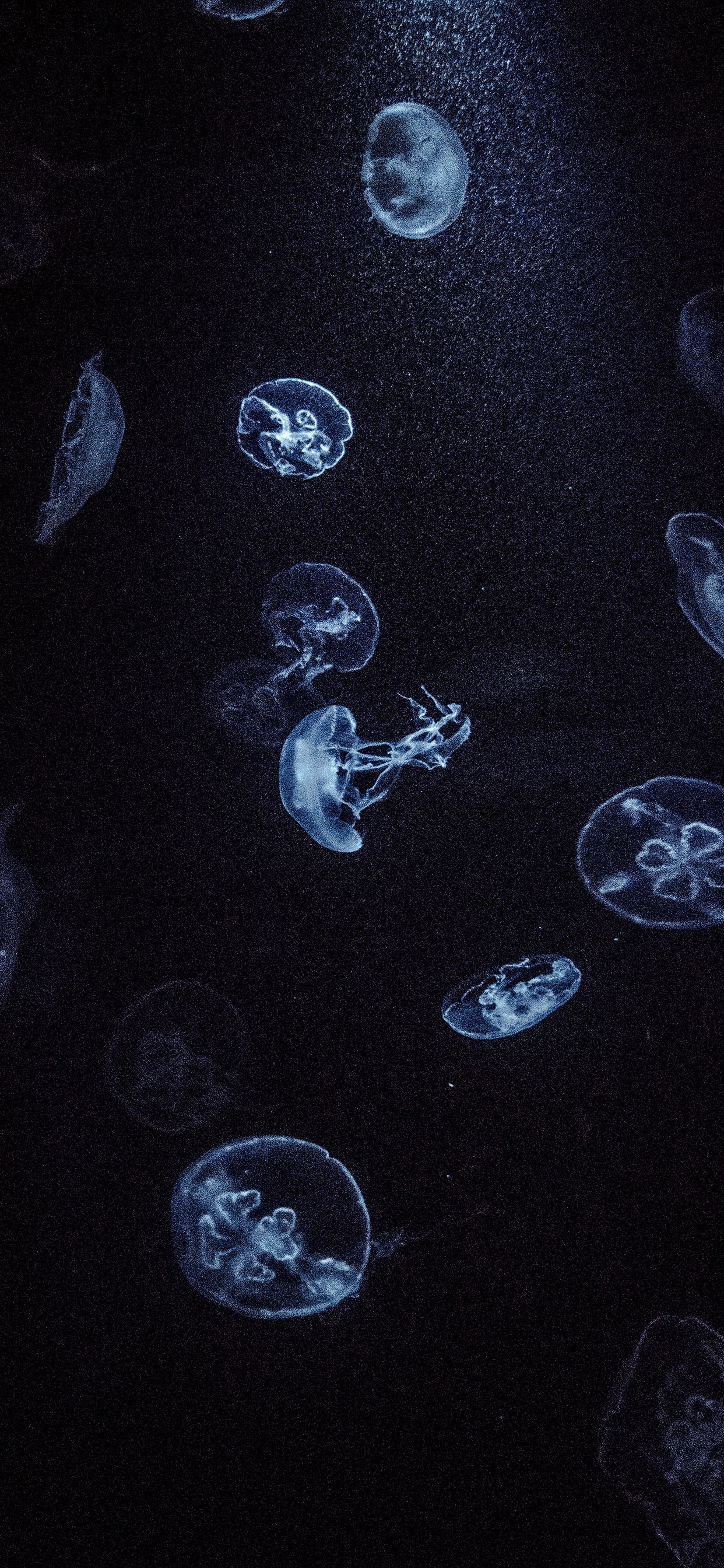 1242x2688 Jellyfish Wallpaper for iPhone X, 6