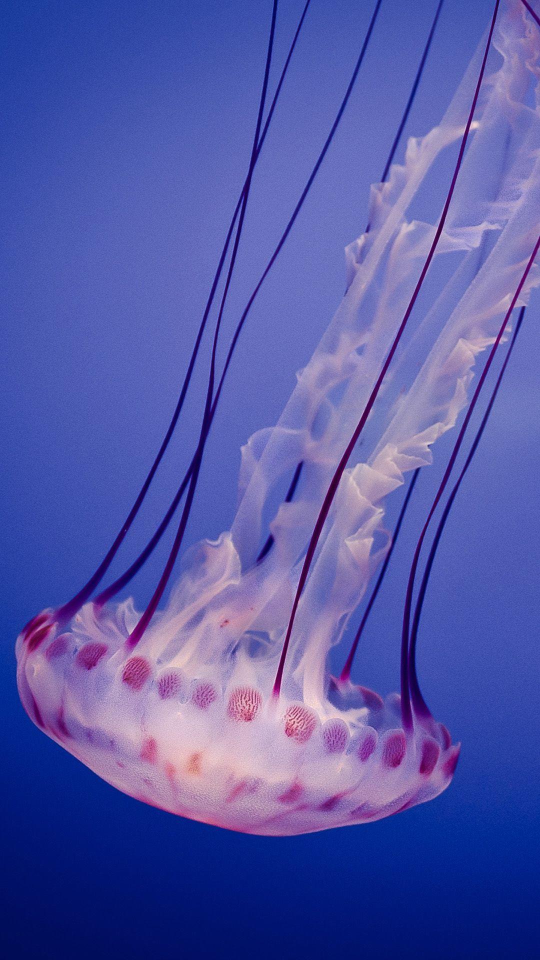 1080x1920 Jellyfish Download Free Wallpaper for iPhone 6