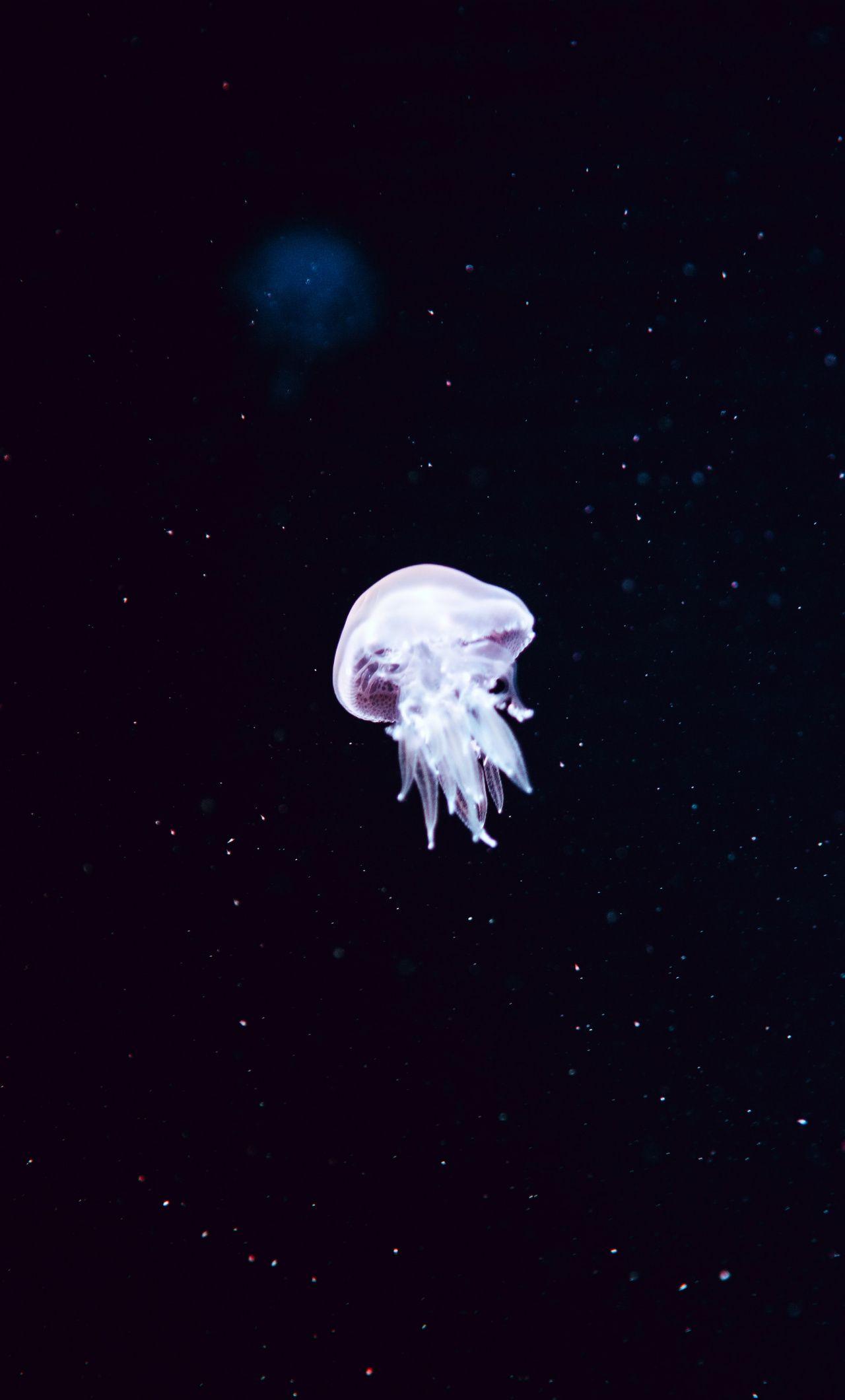 1280x2120 Download Minimal, white glow, jellyfish wallpaper, 1280x2120