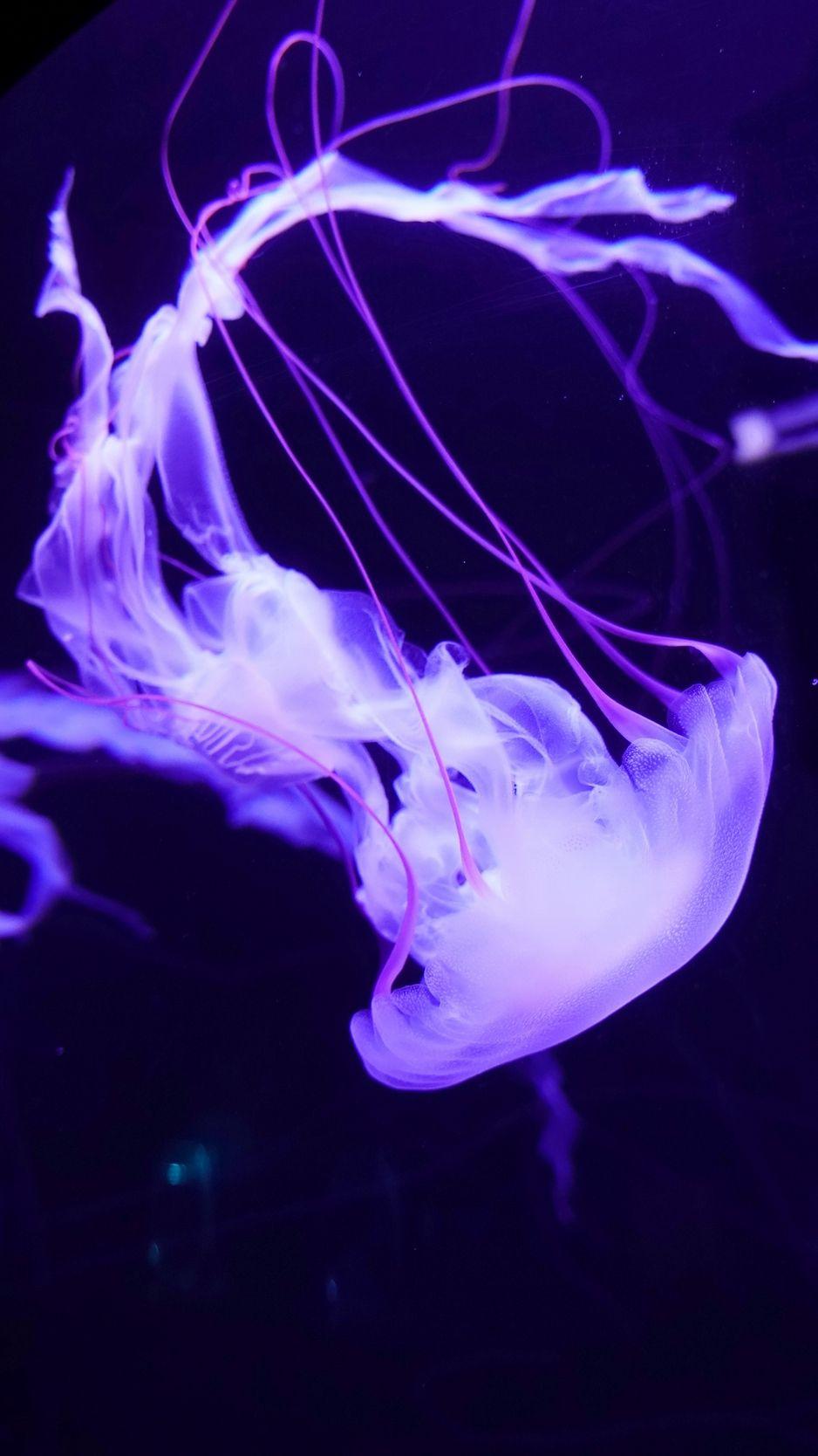 938x1668 Download wallpaper 938x1668 jellyfish, underwater world, tentacles