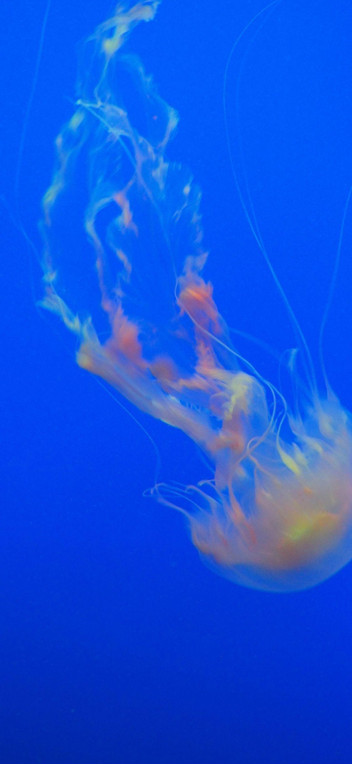 1125x2436 Jellyfish 4k iPhone XS, iPhone iPhone X HD 4k