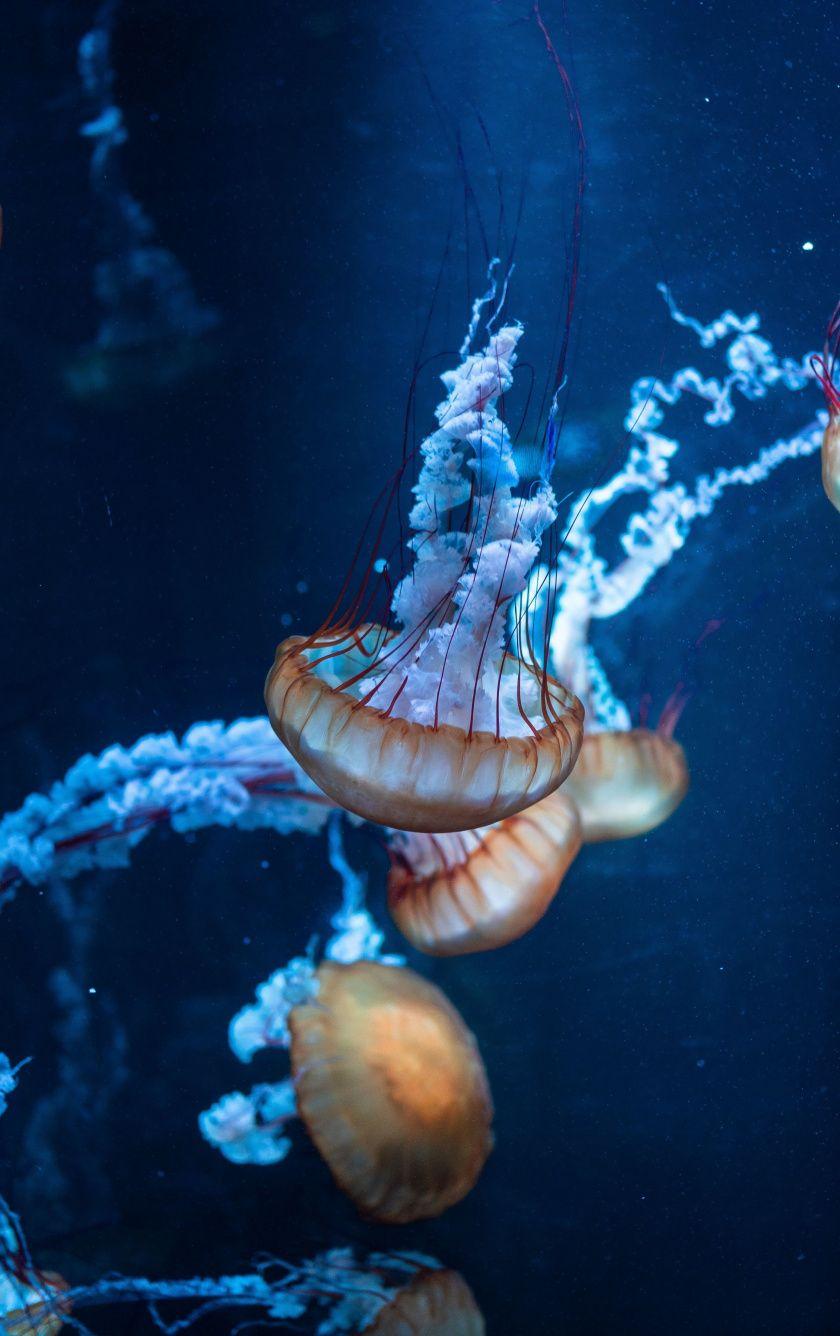840x1336 Download 840x1336 wallpaper jellyfish, underwater, aquatic