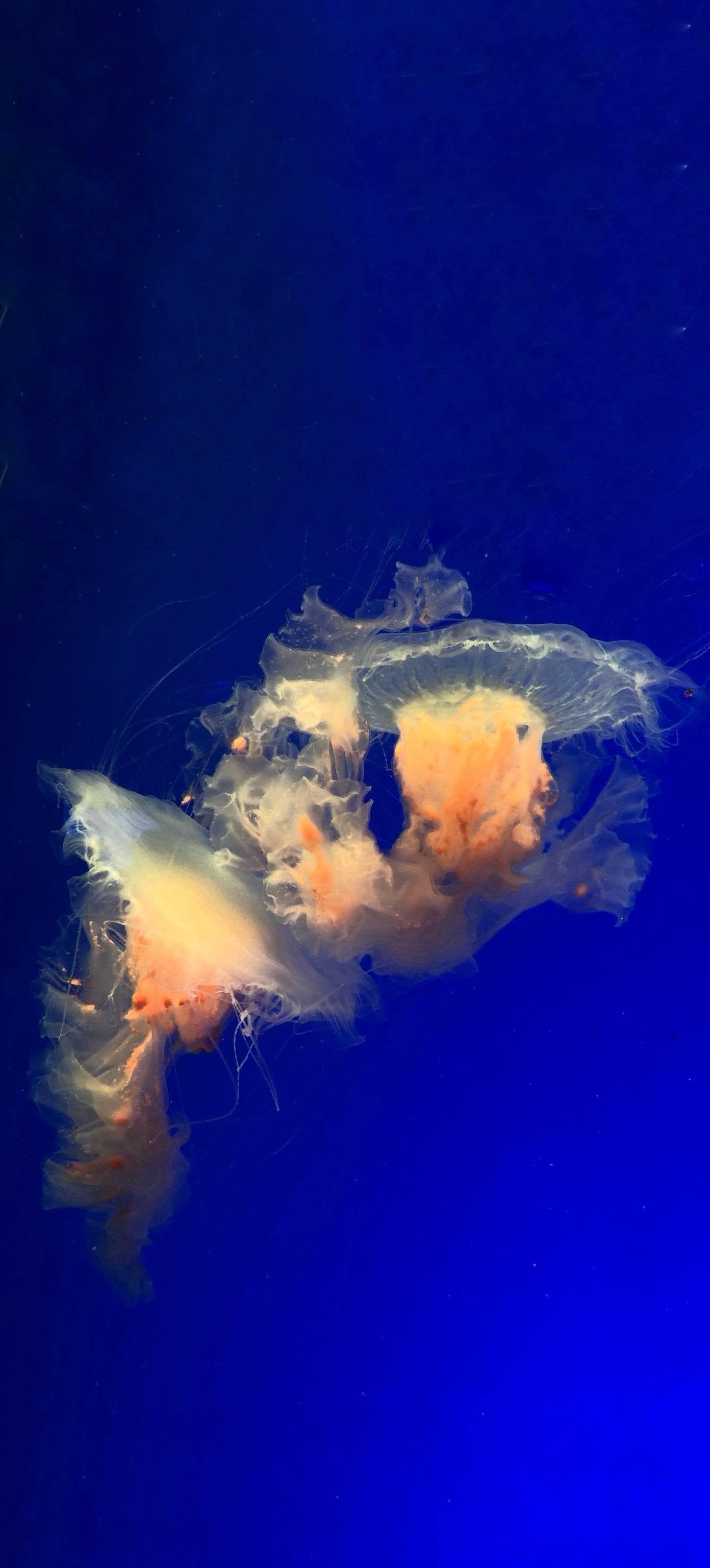 1392x3072 Photo I took of some jellyfish at the aquarium. iPhone X