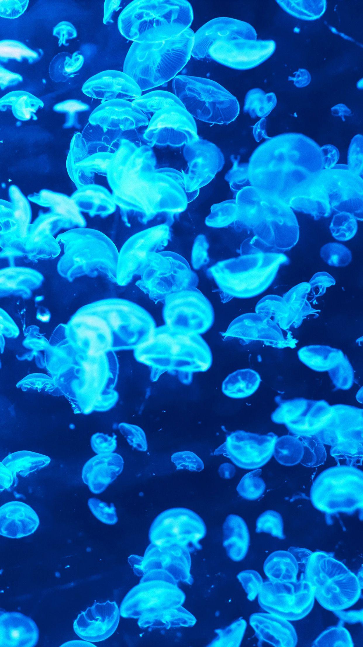 1242x2208 iPhone 6 wallpaper. animal sea ocean