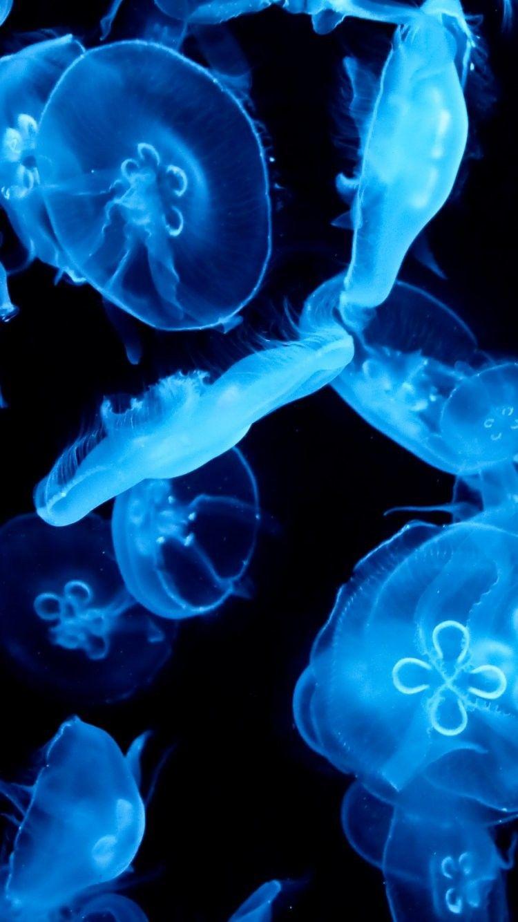 750x1334 Jellyfish invasion iPhone 6 wallpaper iPhone 6 Wallpaper
