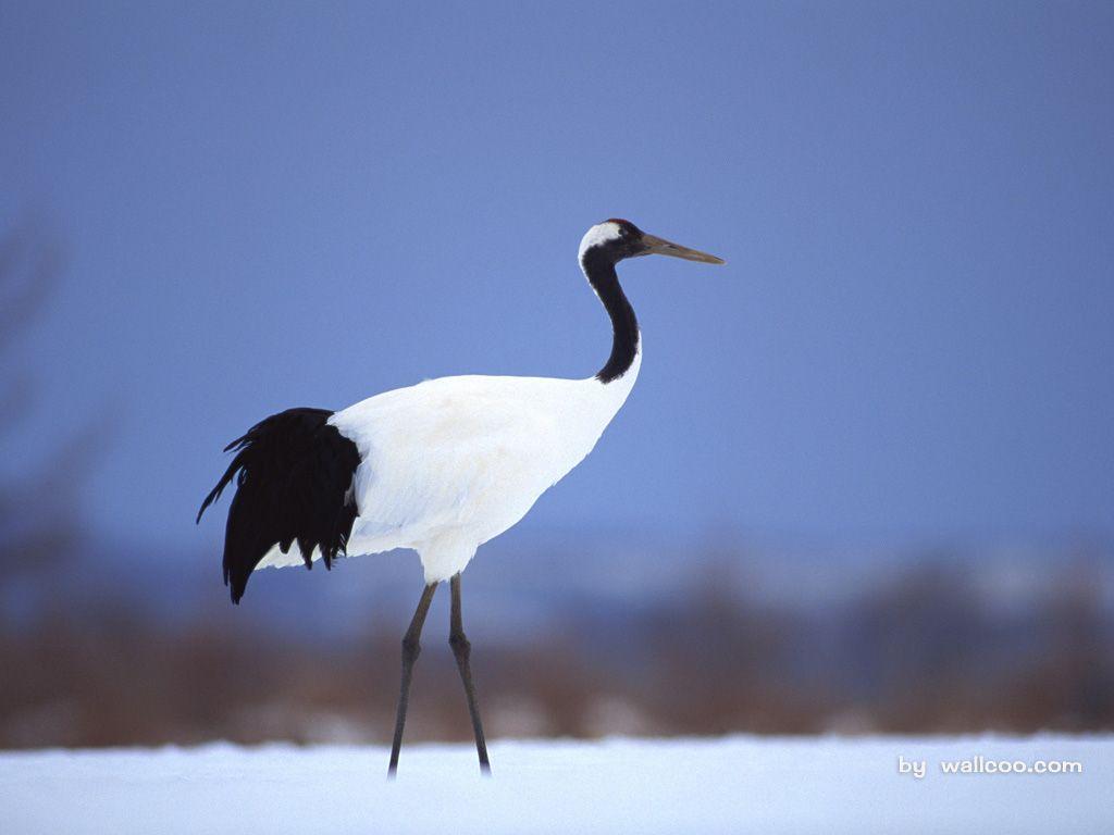 1024x768 Beautiful Japanese Cranes in Winter 1024x768 NO.4 Desktop Wallpaper