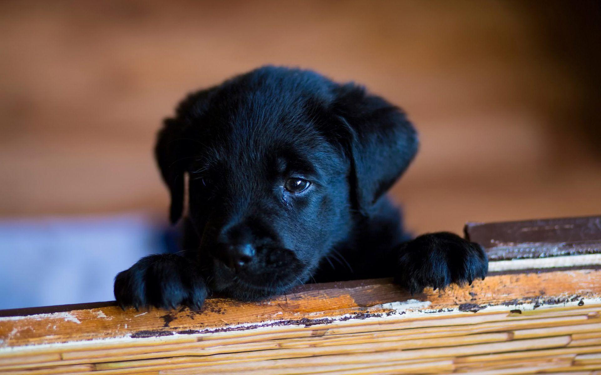 1920x1200 EWB0001174 Cute Black Little Dogs Wallpaper 8052 8365 Hd