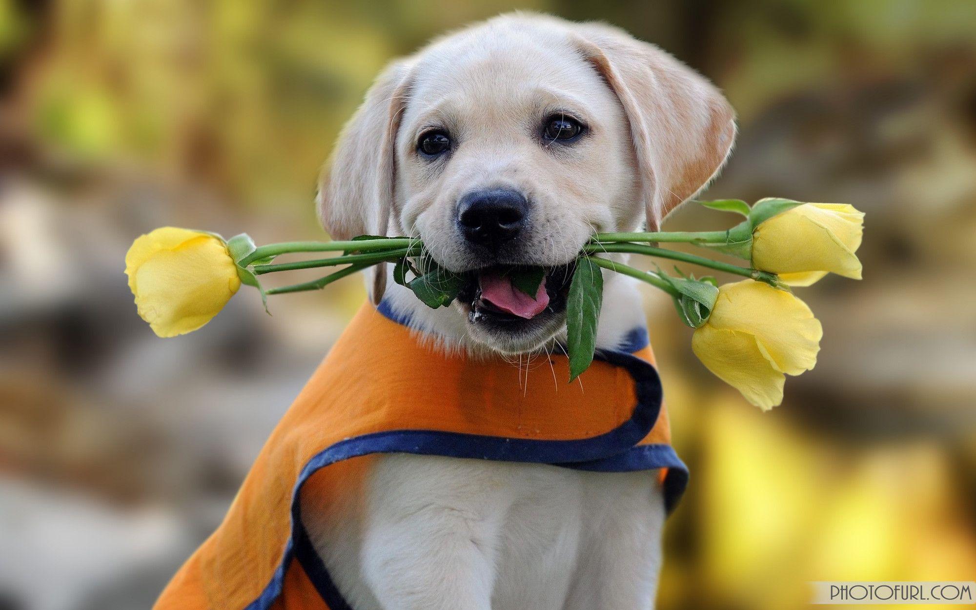 2000x1250 Cute Dogs Wallpaper