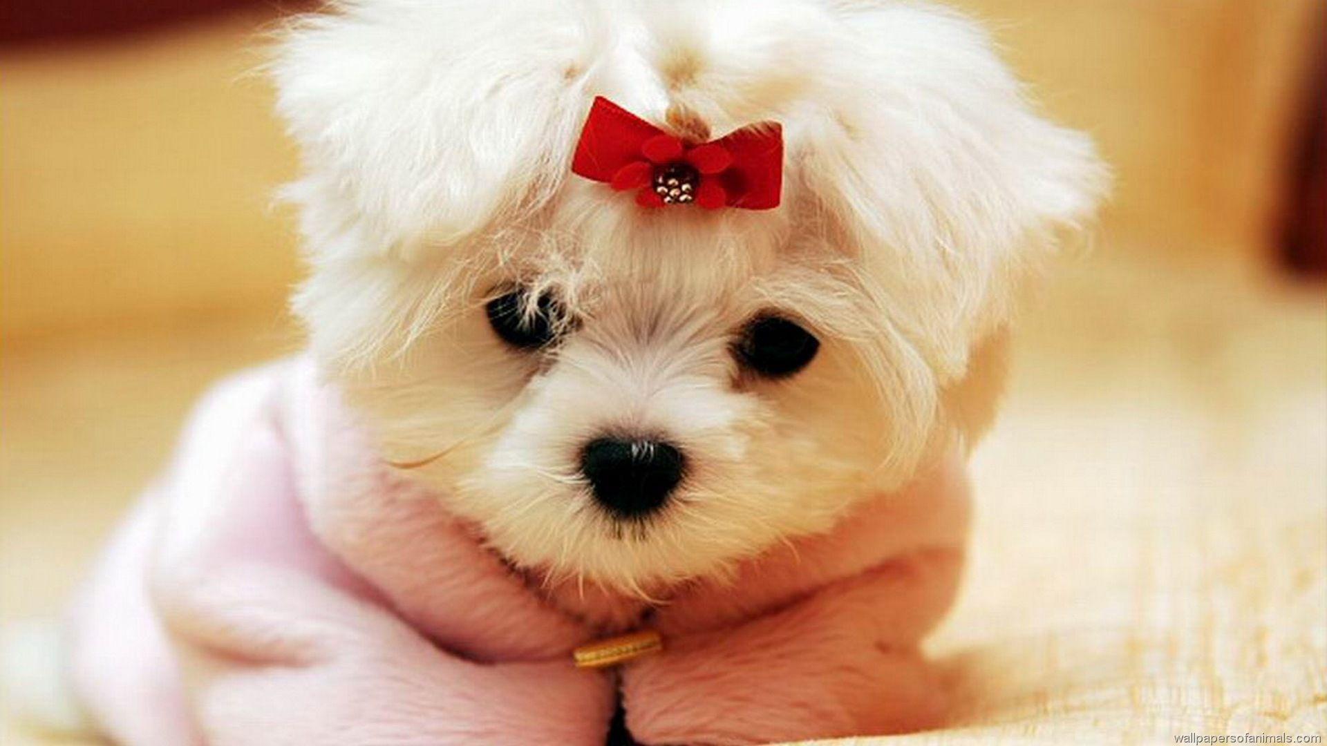 1920x1080 Desktop cute dog breeds with picture download