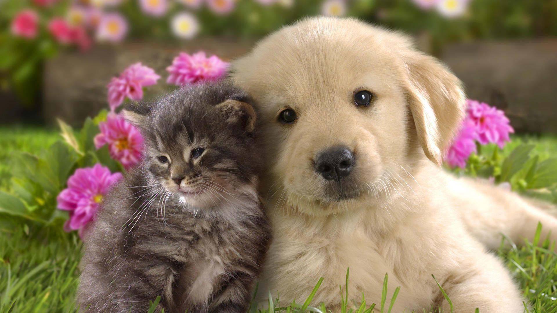 1920x1080 Dog Wallpaper