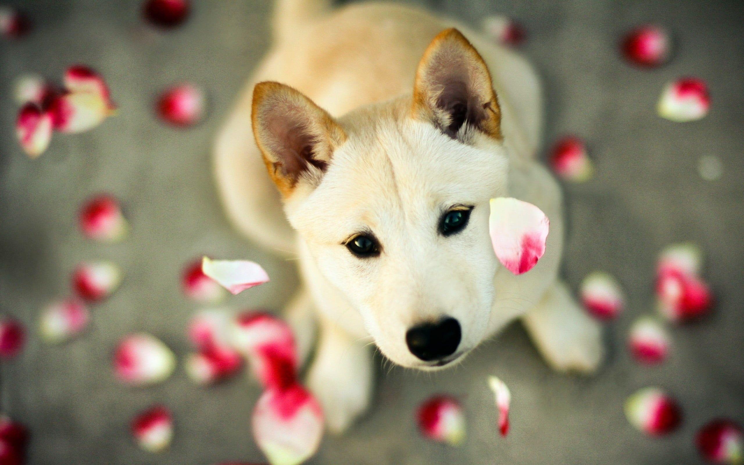 2560x1600 Download wallpaper Shiba Inu, puppy, pets, cute dog, small Shiba