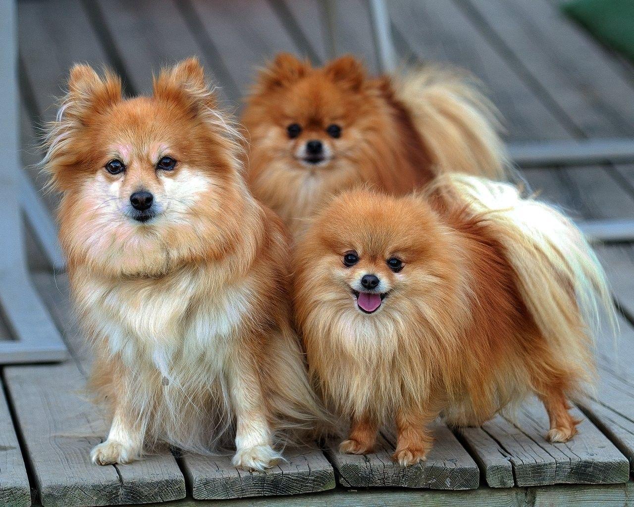 1280x1024 Pomeranian, Small, Dogs, Desktop, Background, High, Resolution
