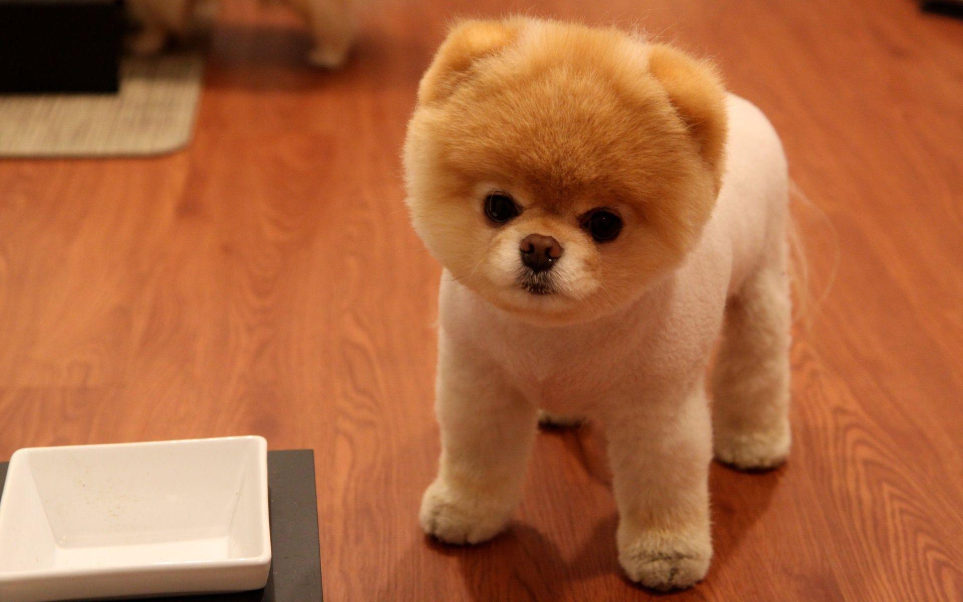 1920x1200 Little Dogs wallpaperx1200