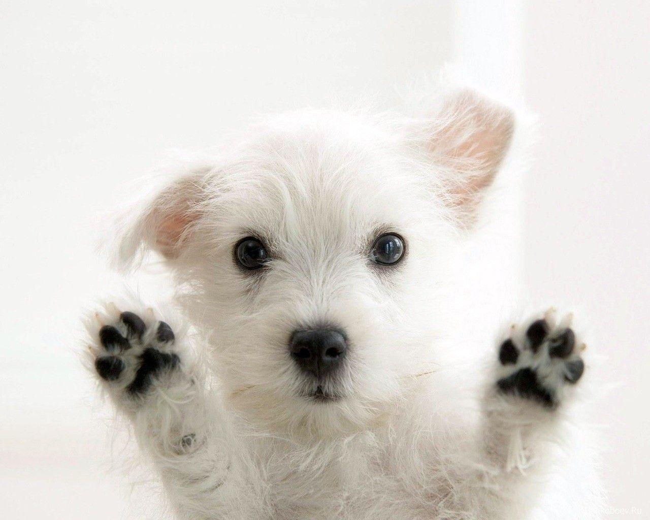 1280x1024 Dog Wallpaper and background