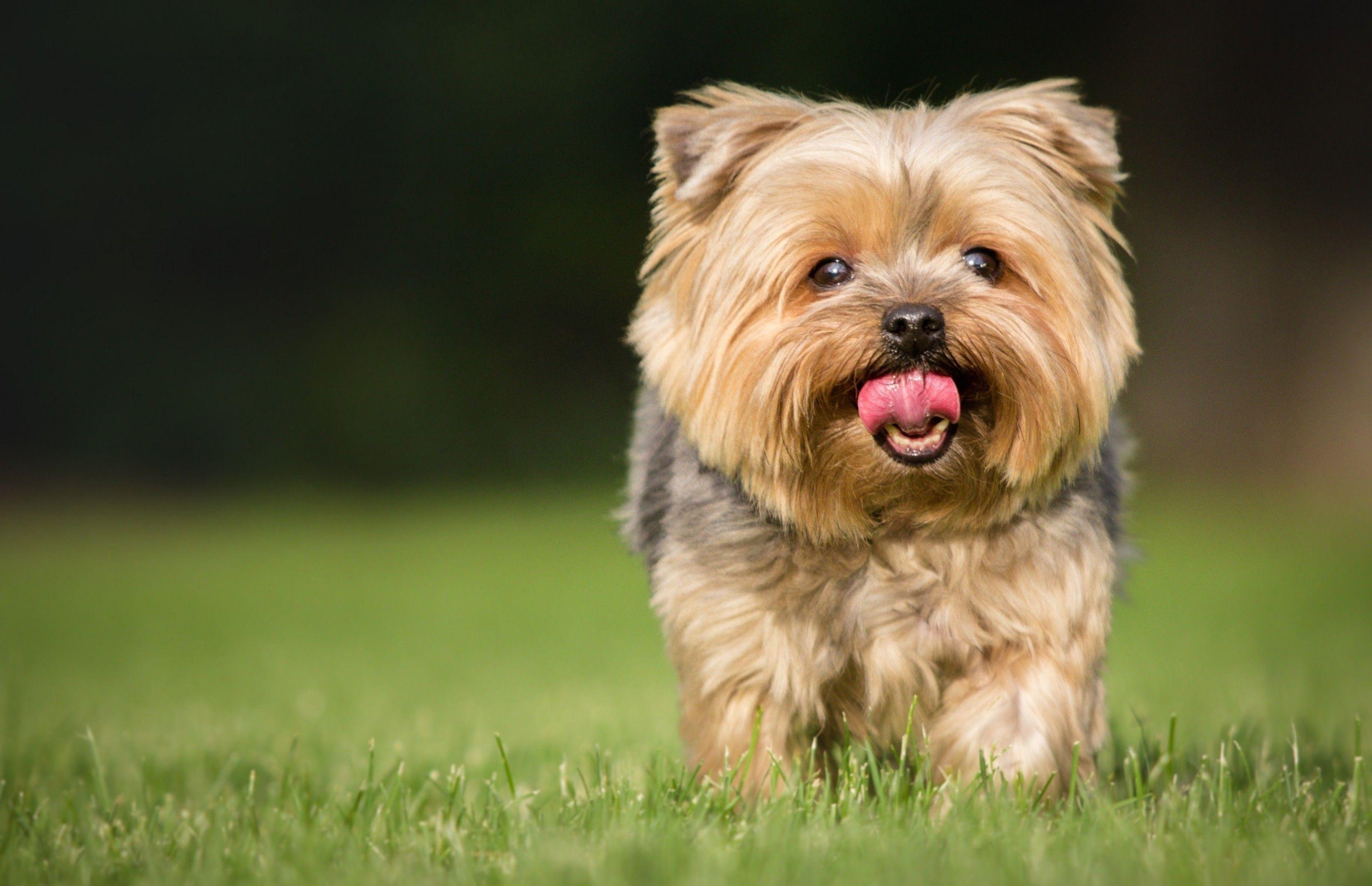 3200x2067 Download 3200x2067 Puppy, Tongue, Grass, Cute, Dogs Wallpaper