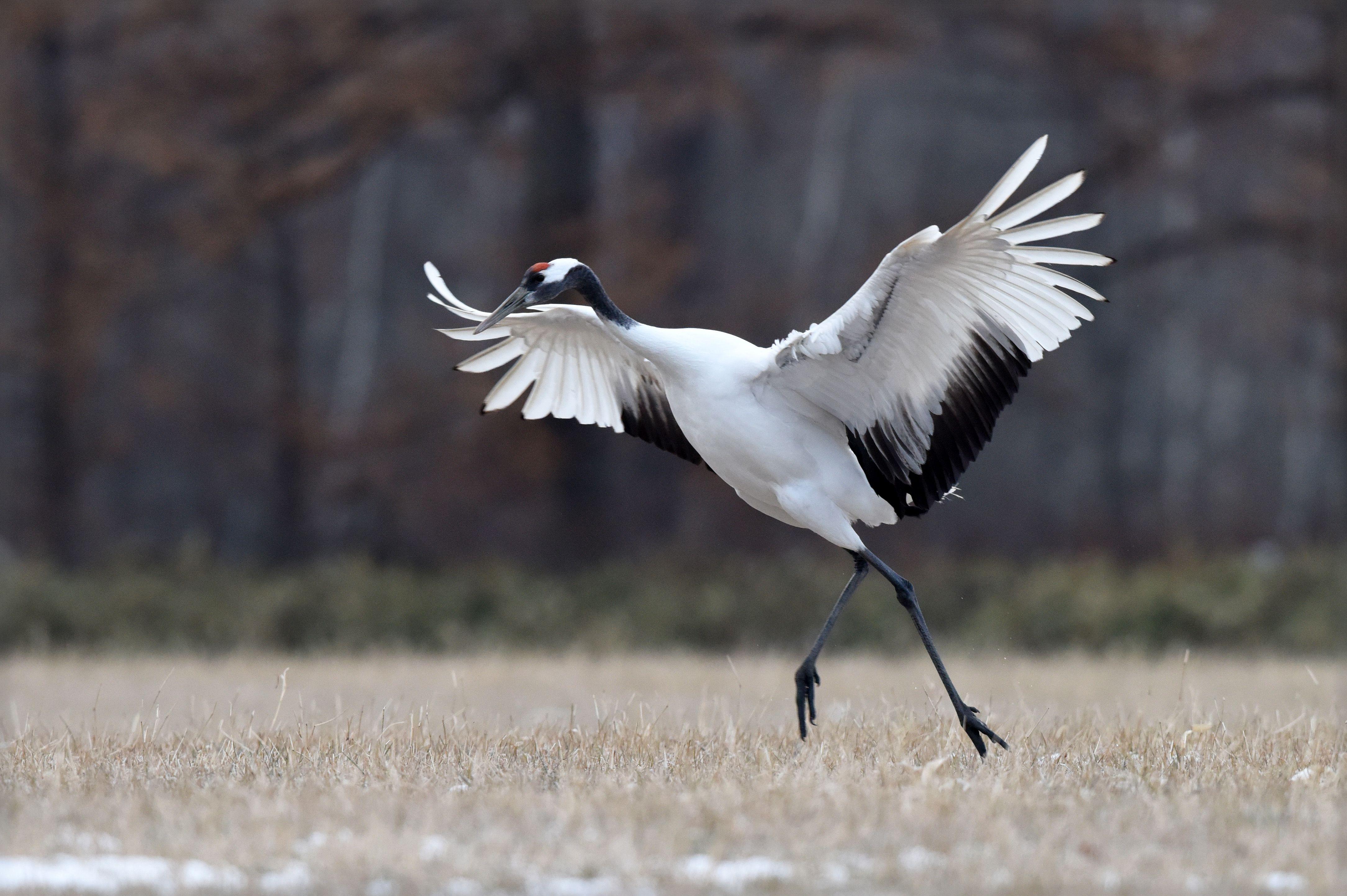 4338x2886 Wallpaper : Japan, dancing, wildlife, Nikon, dancer, beak, egret