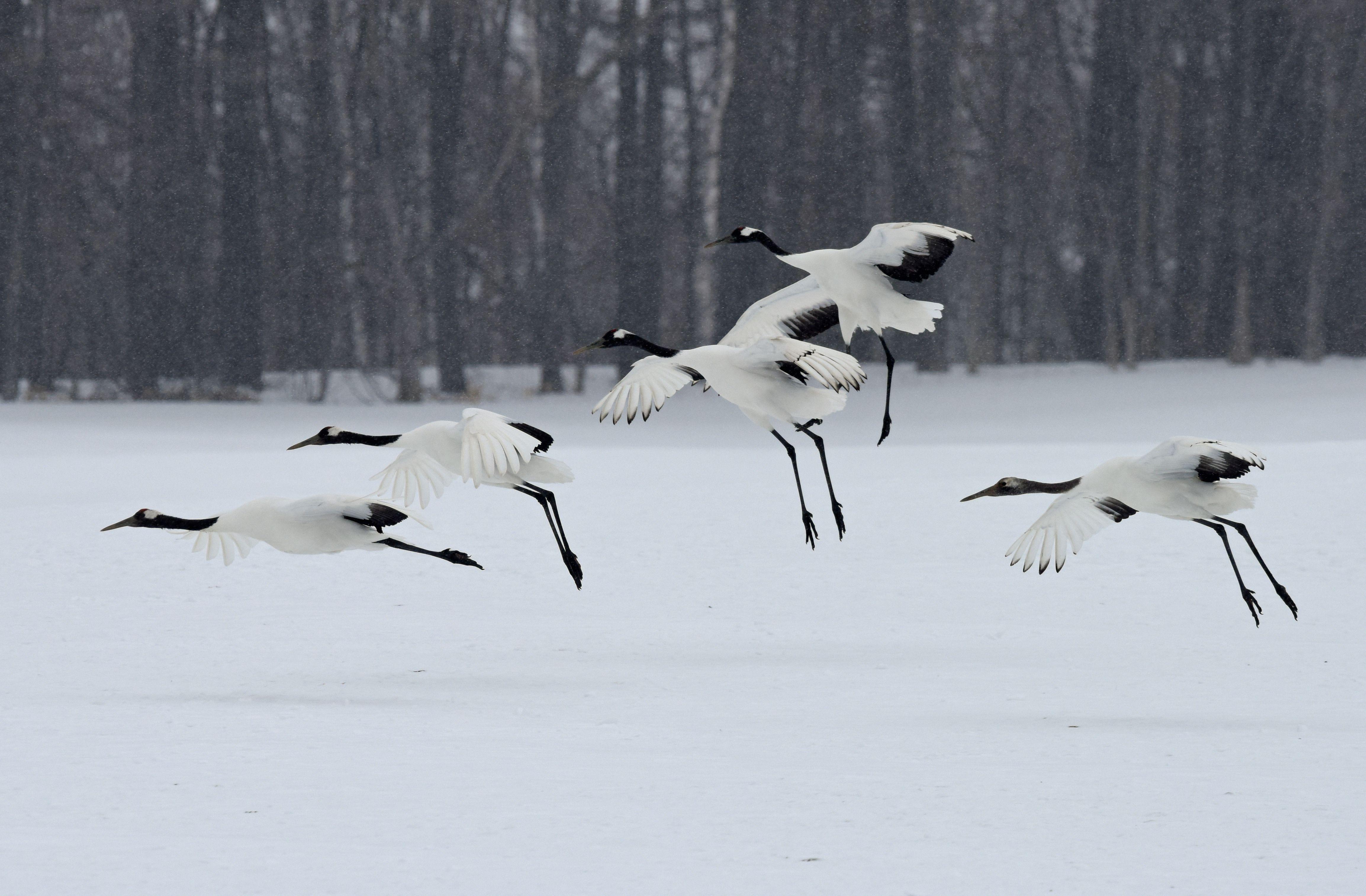 Japanese Crane Wallpapers - Top Free Japanese Crane Backgrounds