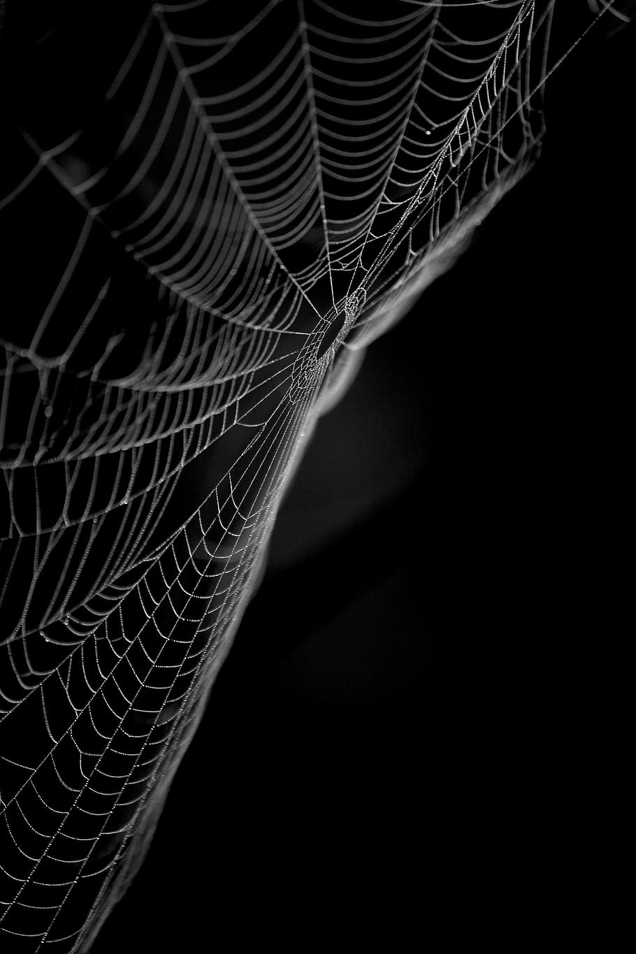 910x1365 Cobweb 1080P, 2K, 4K, 5K HD wallpaper free download