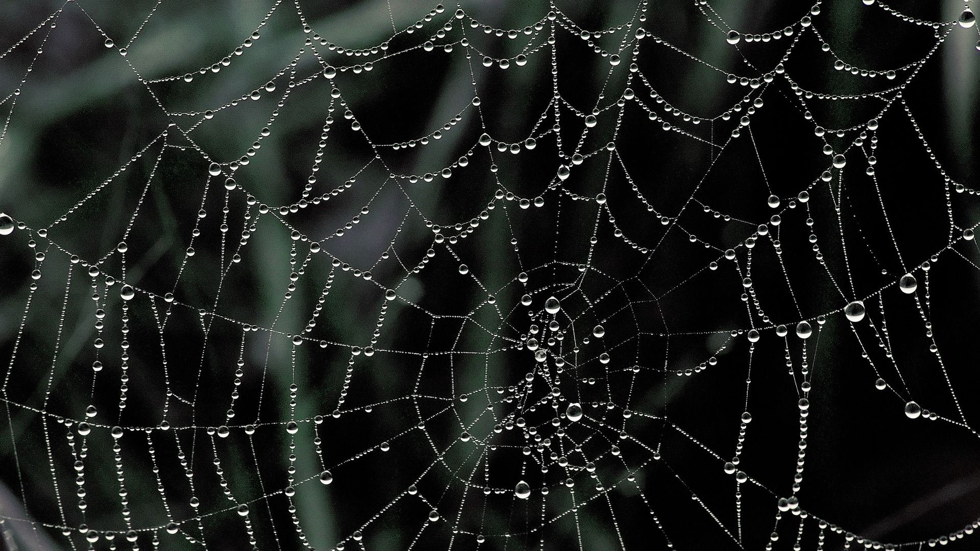 1920x1080 Dew Covered Spider Web Nature Landscape Wallpaper Selected