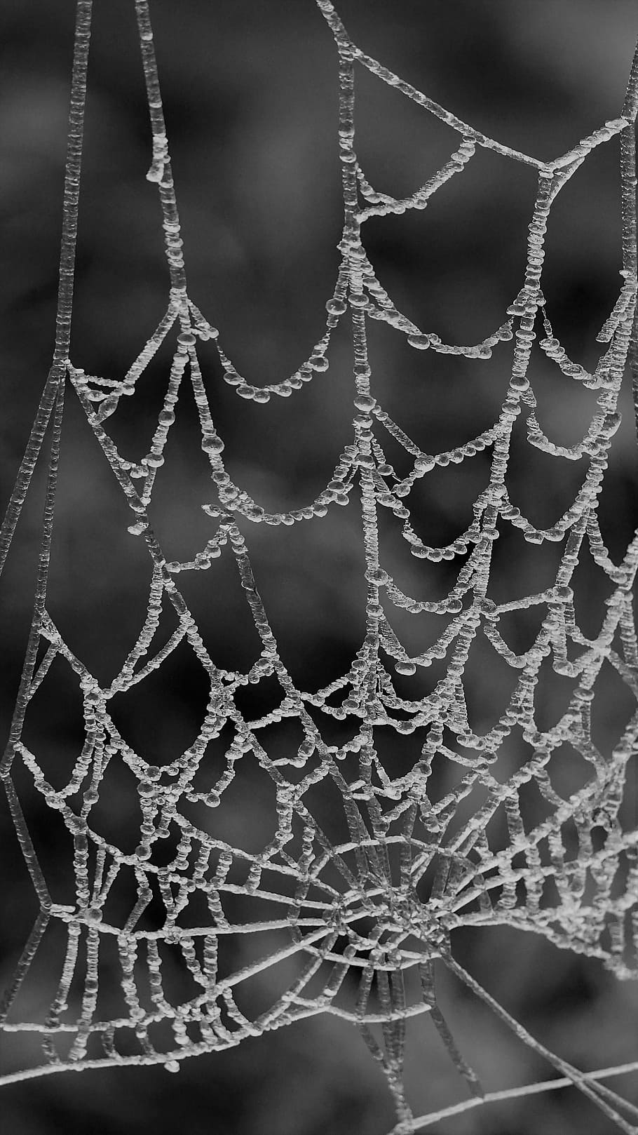 910x1618 HD wallpaper: spider web, spin, cobweb, pattern, dew, ice, focus on foreground