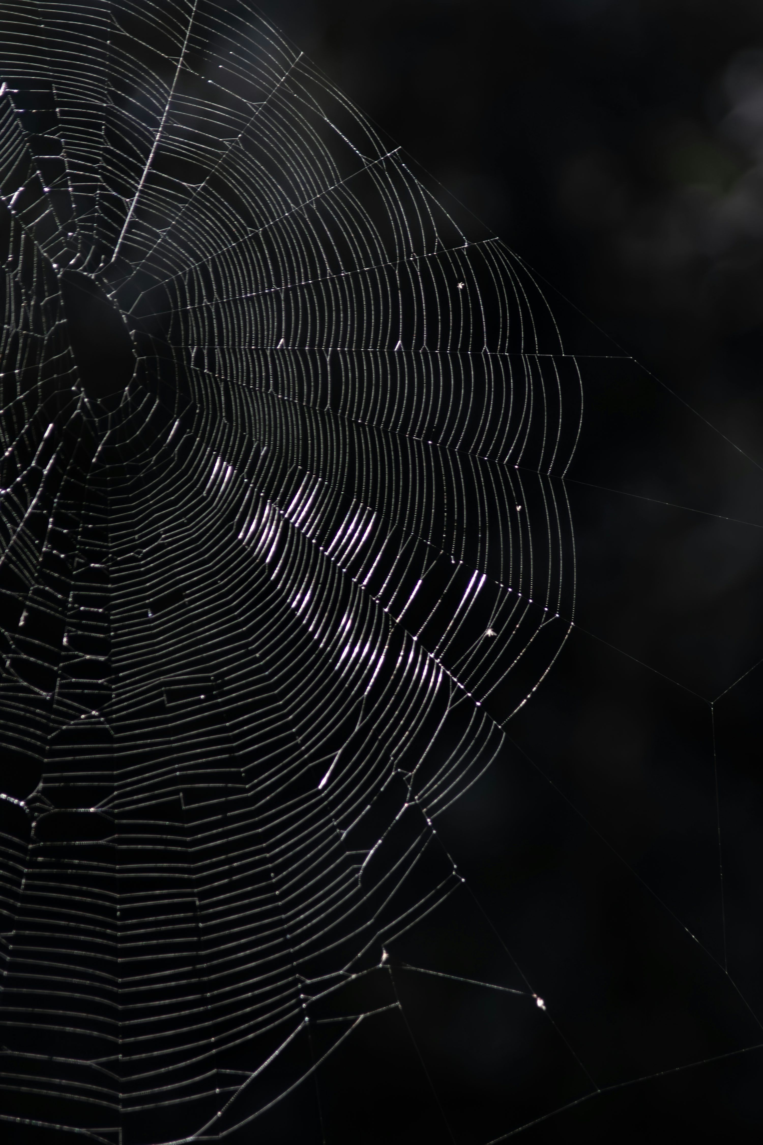 3000x4500 A close up of a spider web on a black background photo