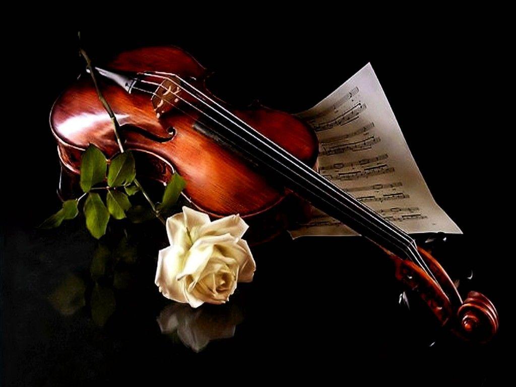 1024x768 The music of violin and a beautiful white rose