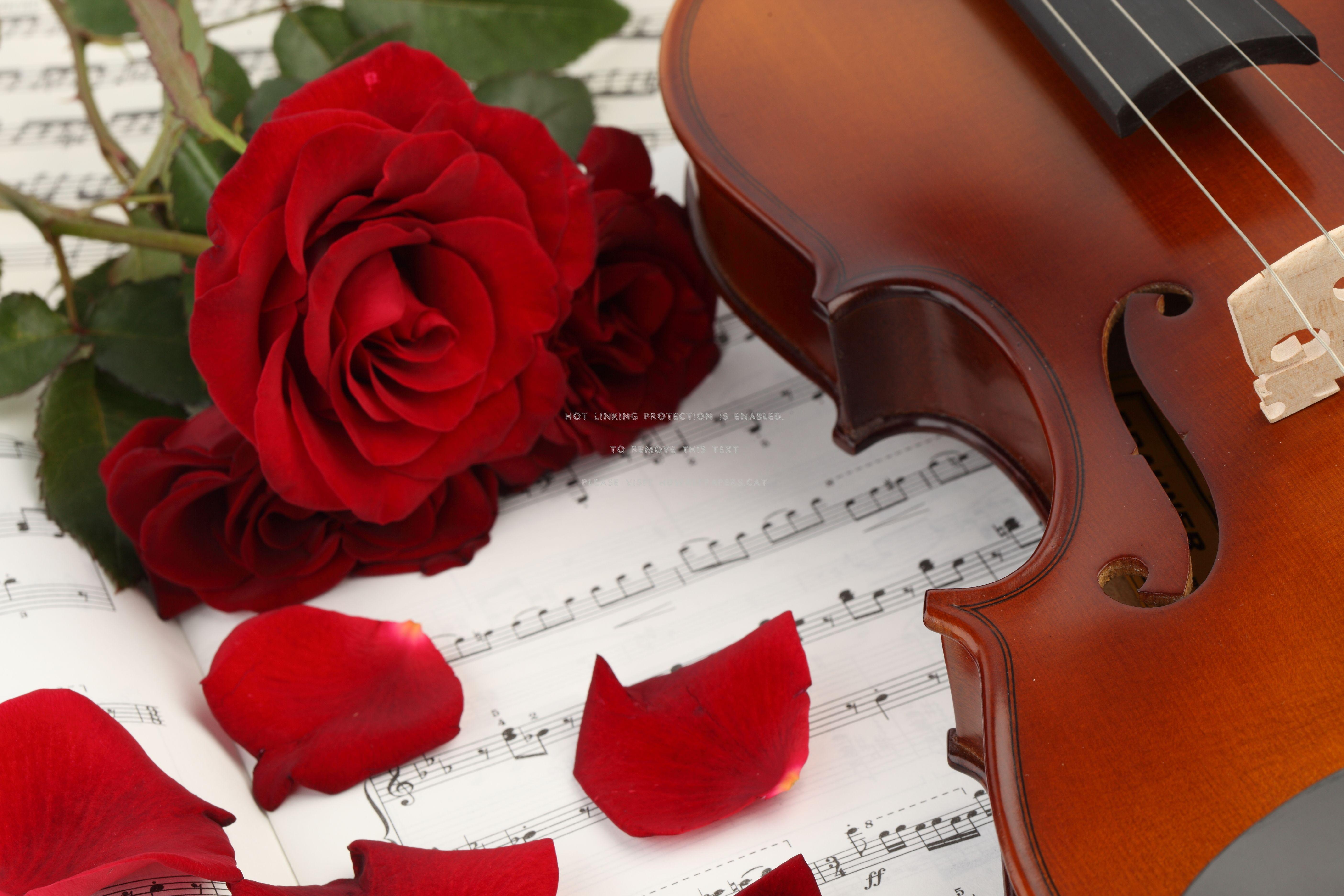 Музыка romance. Музыкальные инструменты и цветы. Скрипка. Розы и музыкальные инструменты. Рояль с цветами.