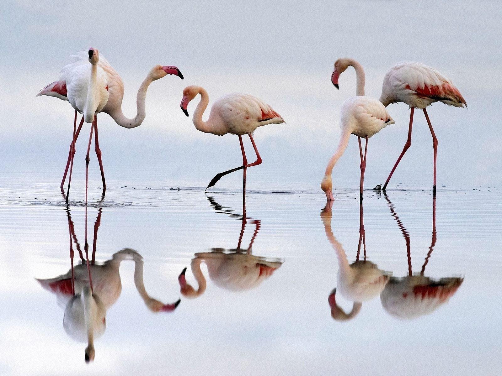 1600x1200 Japanese Crane Bird Wallpaper bigking keywords and picture