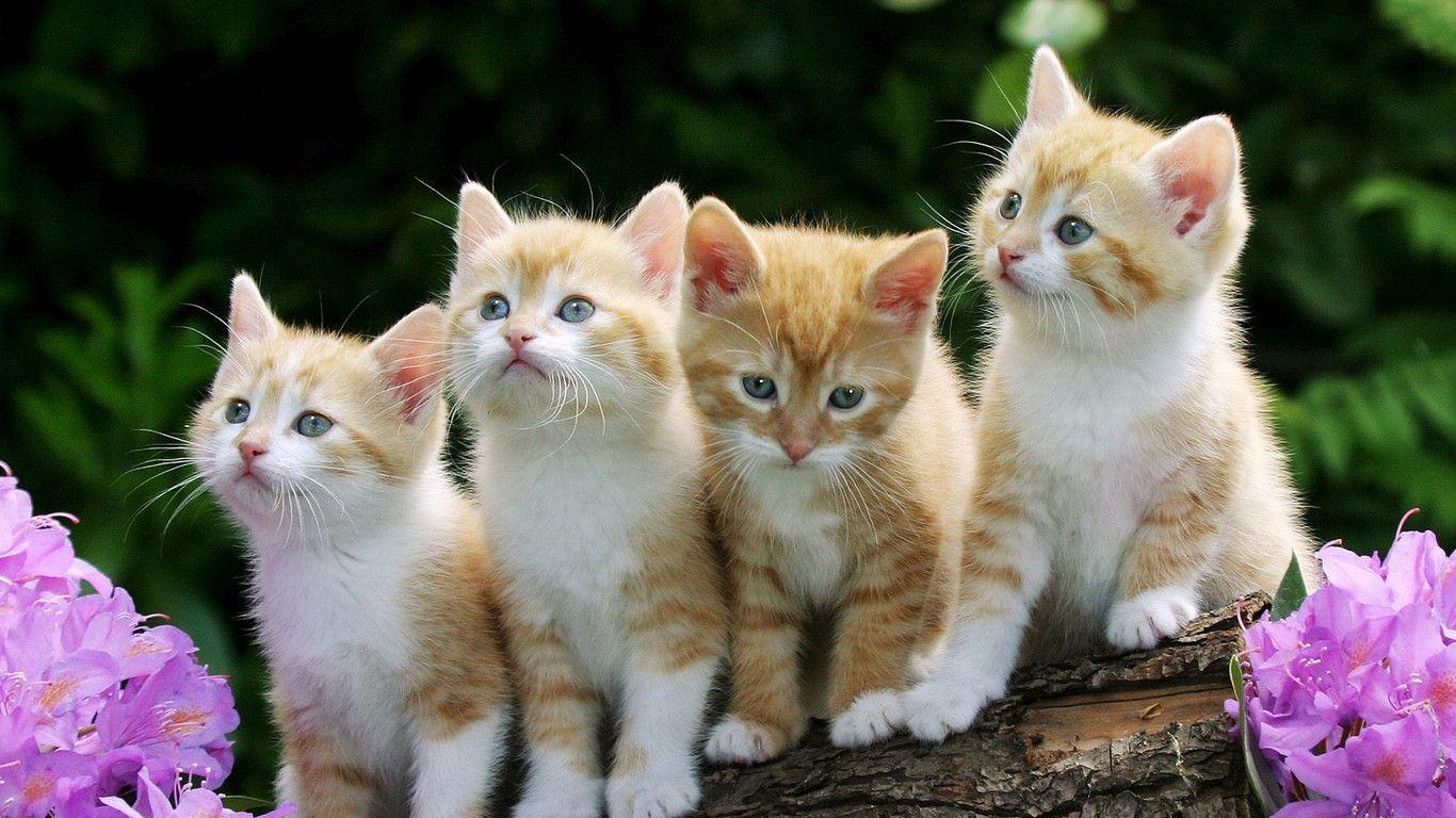 1366X768 Cat Wallpapers - Top Free 1366X768 Cat Backgrounds ...