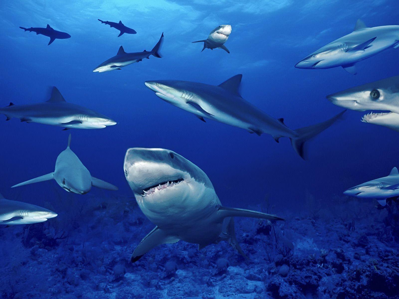 1600x1200 Shark Puppet Wallpaper