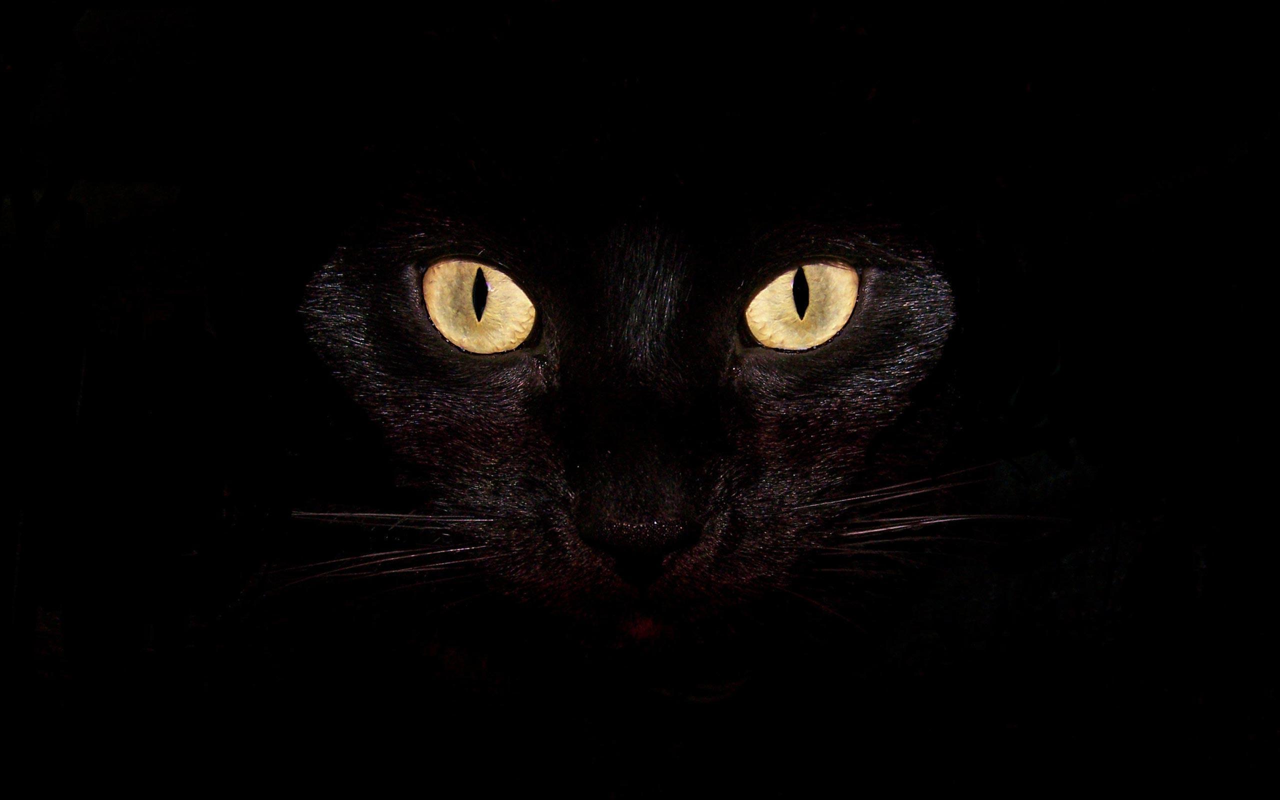 Hình nền máy tính mèo đen 2560x1600