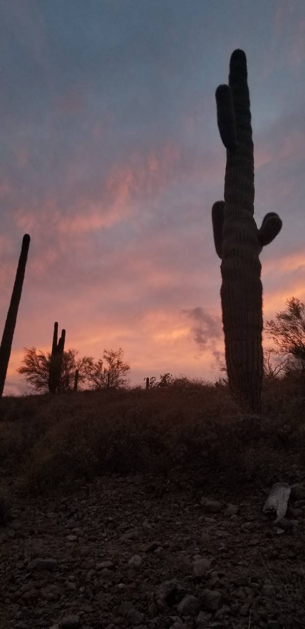 622x1280 A peaceful sunset wallpaper