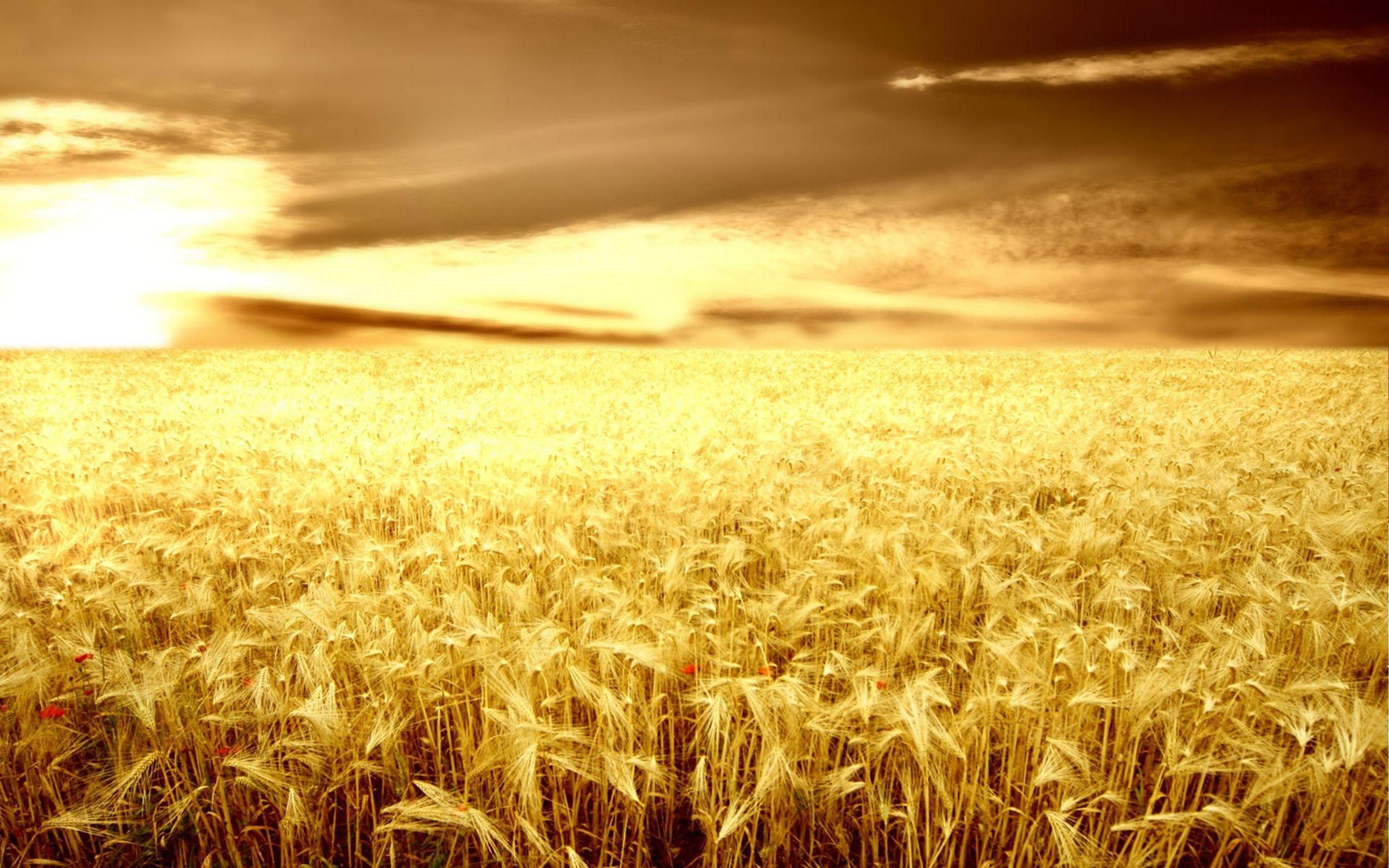 2560x1600 Sunset Over The Wheat Field Wallpaper, Nature Wallpaper, Sunset