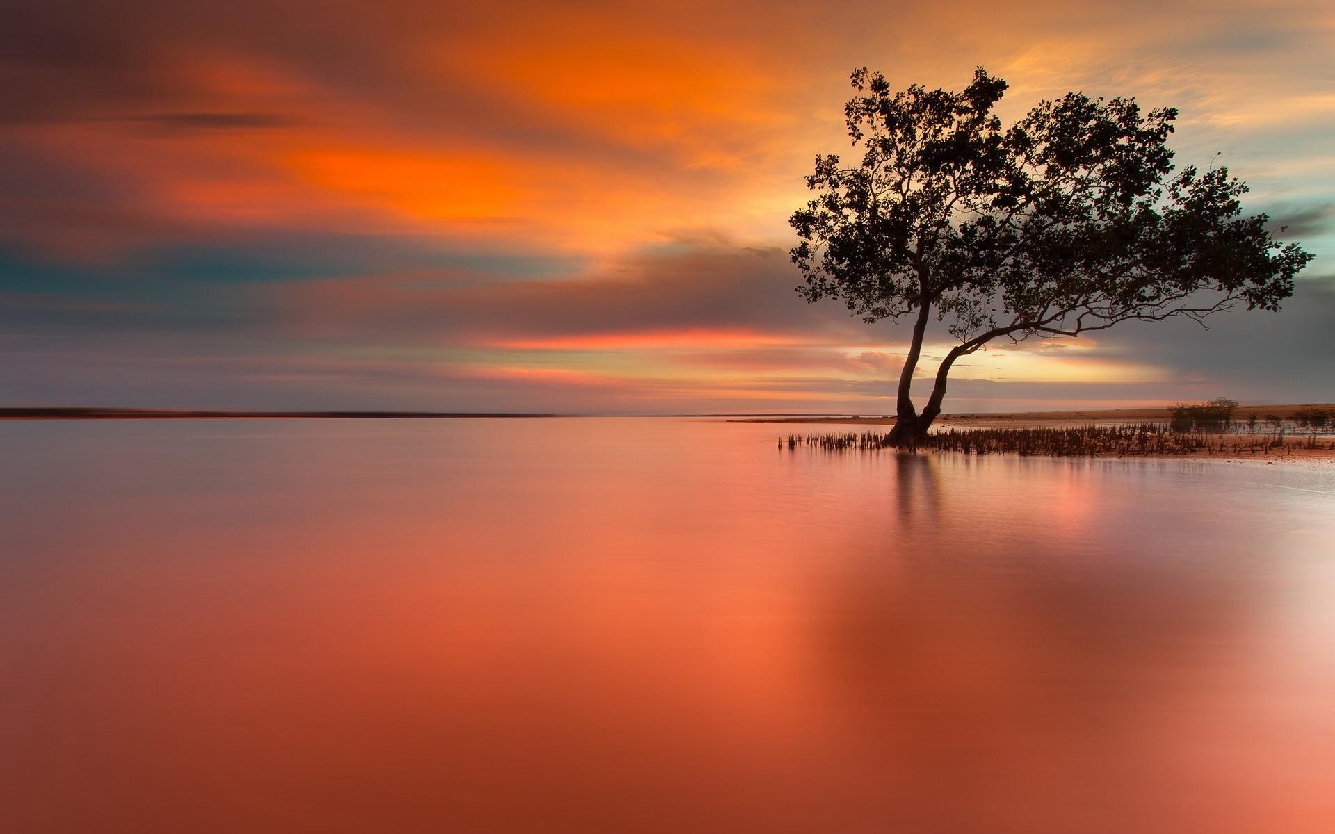 1920x1200 Free download Lonely Tree In Peaceful Sunset HD Wallpaper