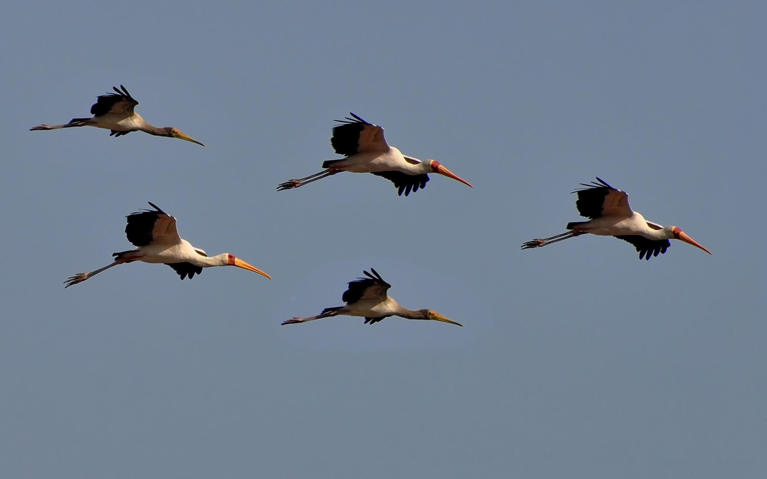 Sandhill Crane Wallpapers - Top Free Sandhill Crane Backgrounds