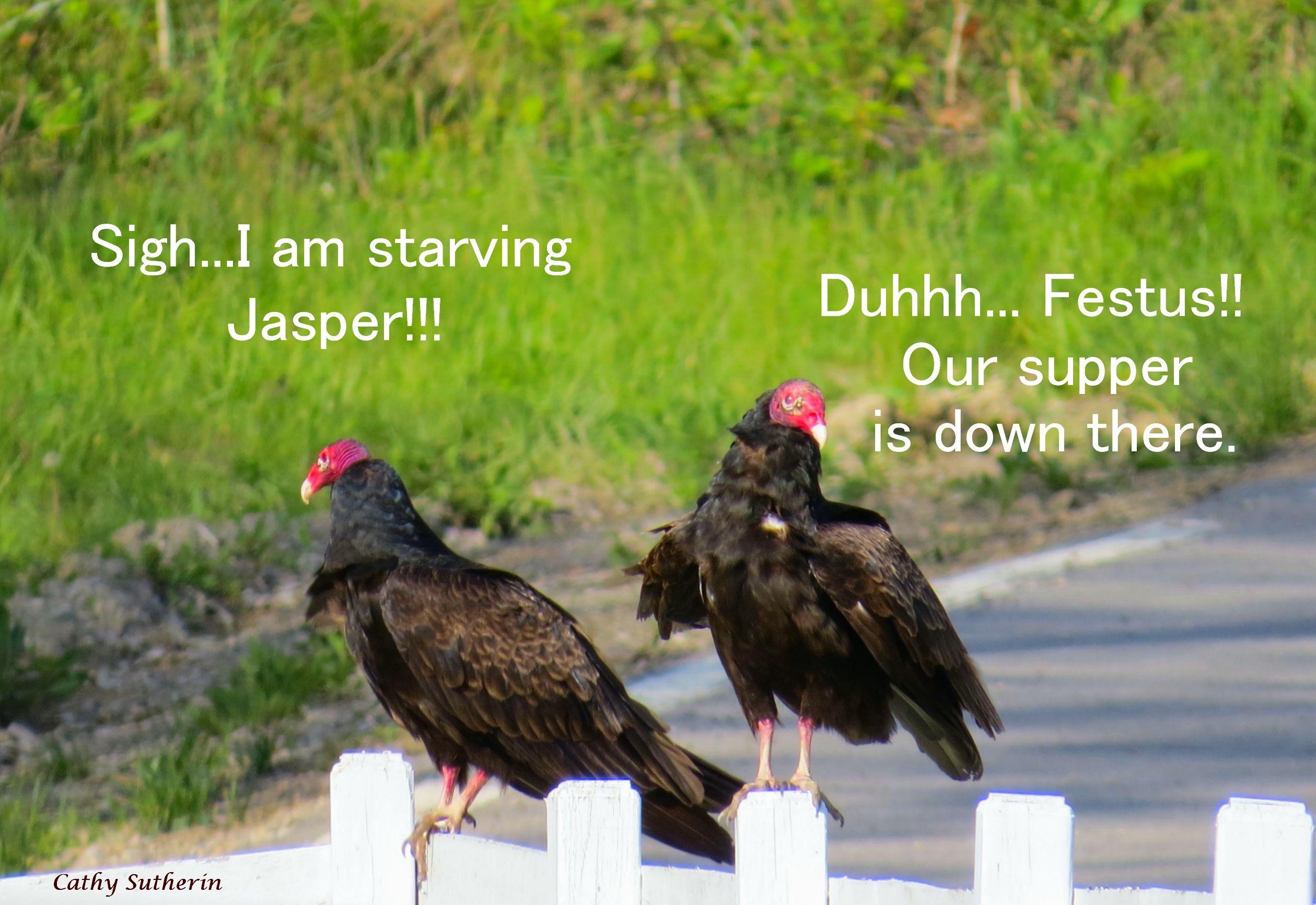 2519x1732 Other: Bird Breakfast Buzzard Animal Comical Funny Foul Dinner