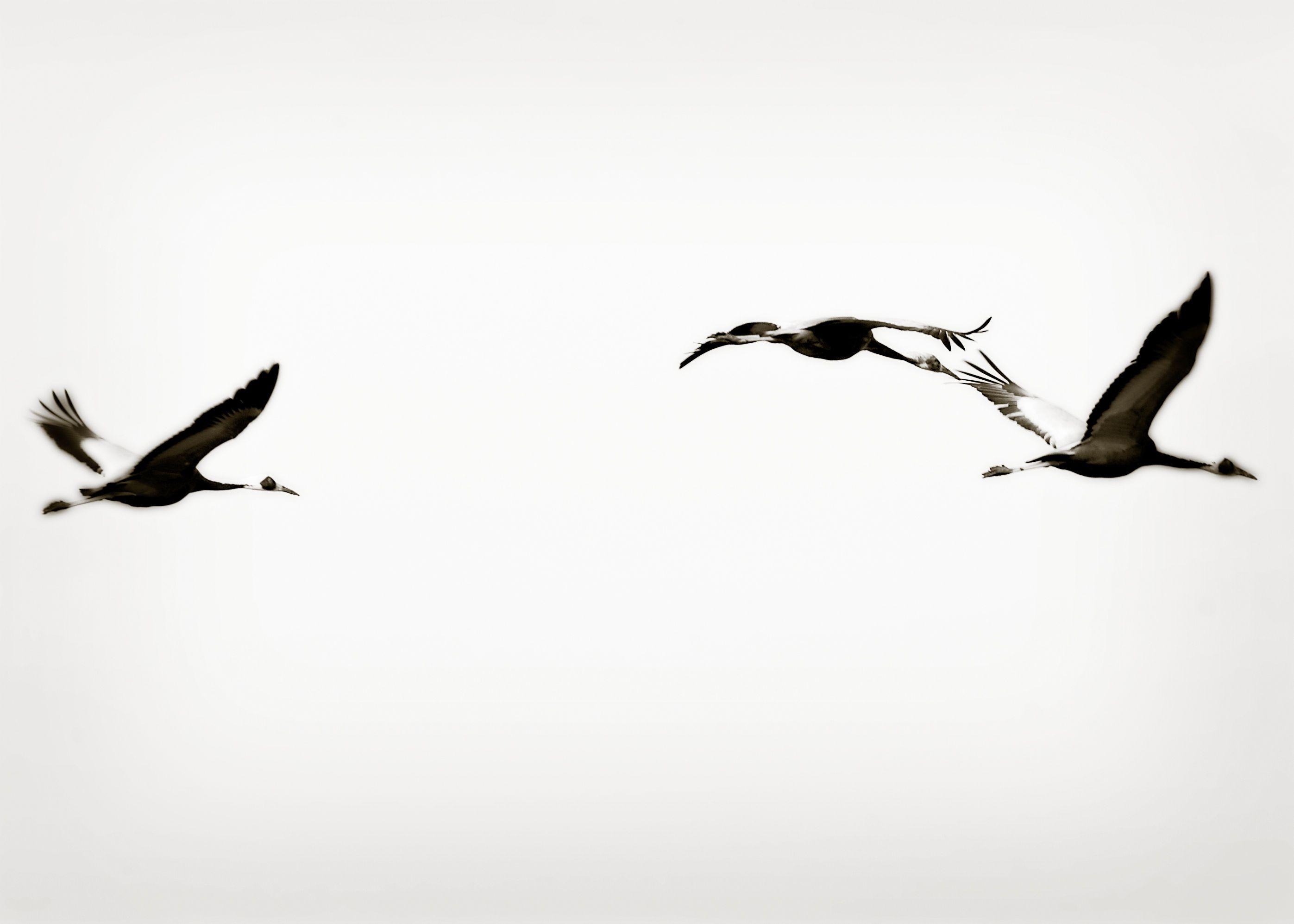 2794x1995 Wallpaper : Japan, monochrome, sky, wildlife, beak, xmas