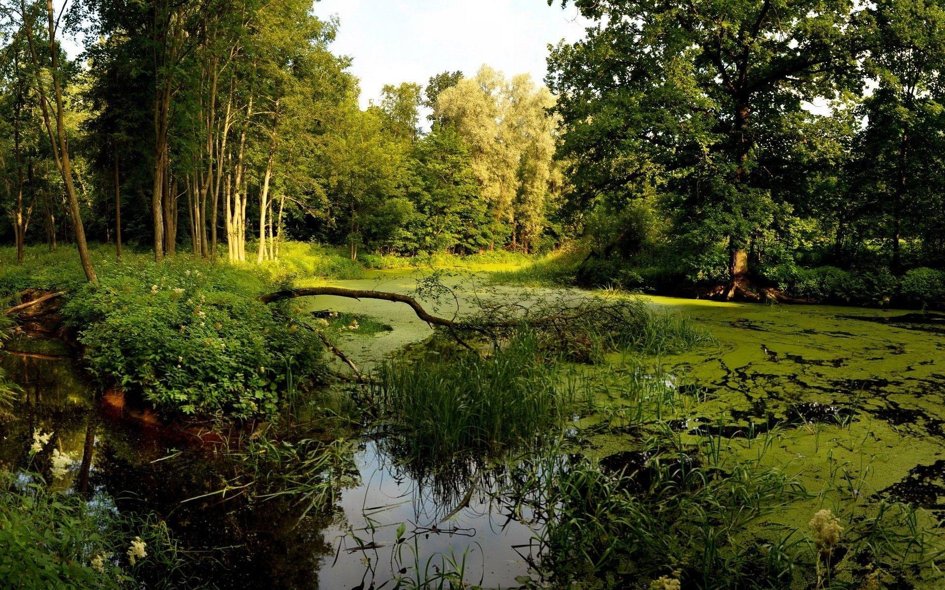 1920x1200 Beautiful forest lake wetland HD Desktop Wallpaper. HD Desktop