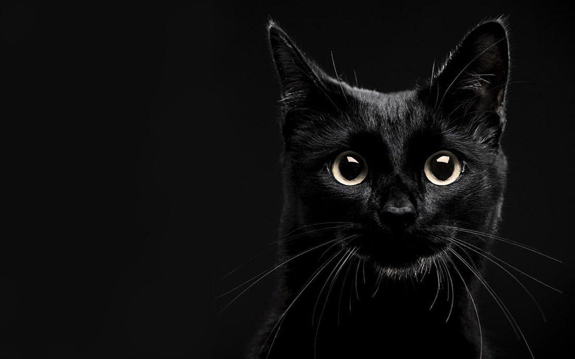 Hình nền máy tính mèo đen 1920x1200