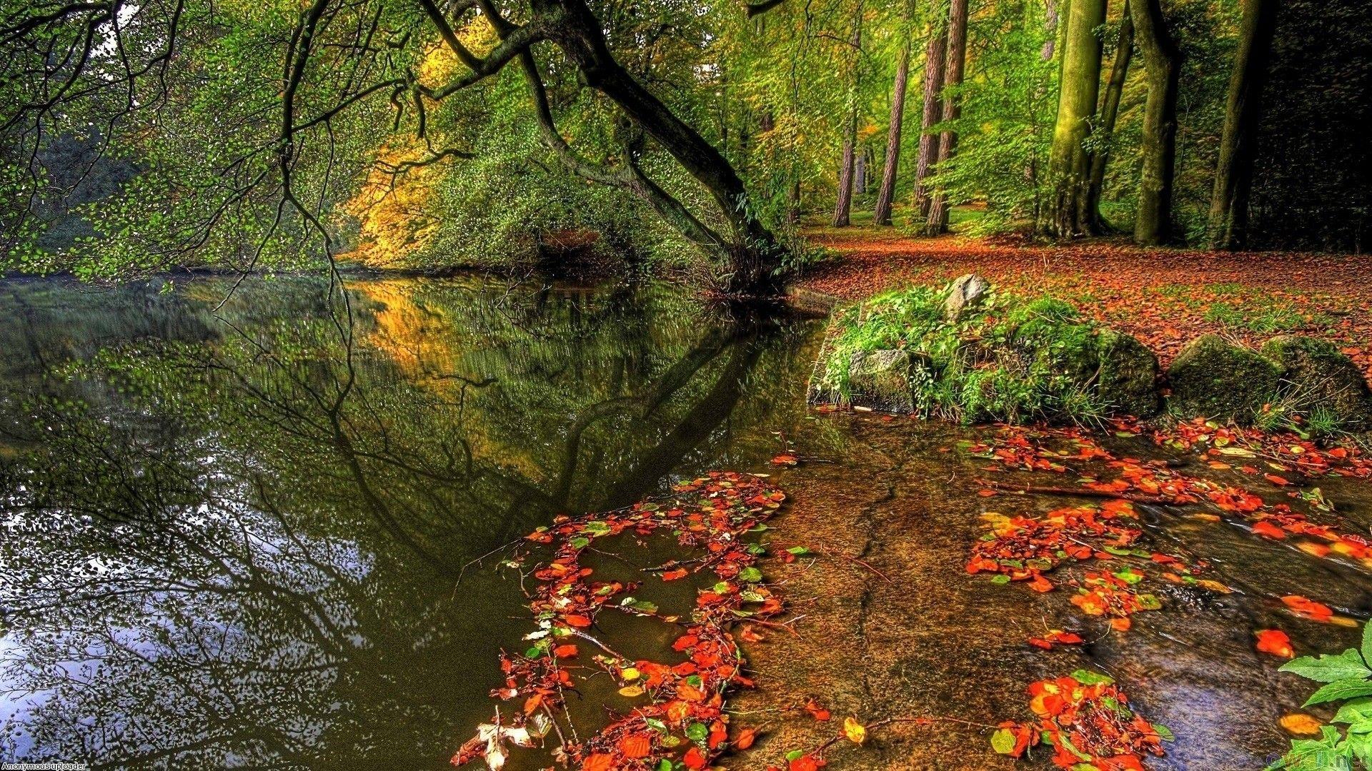 1920x1080 Forest lake at the start of autumn wallpaper