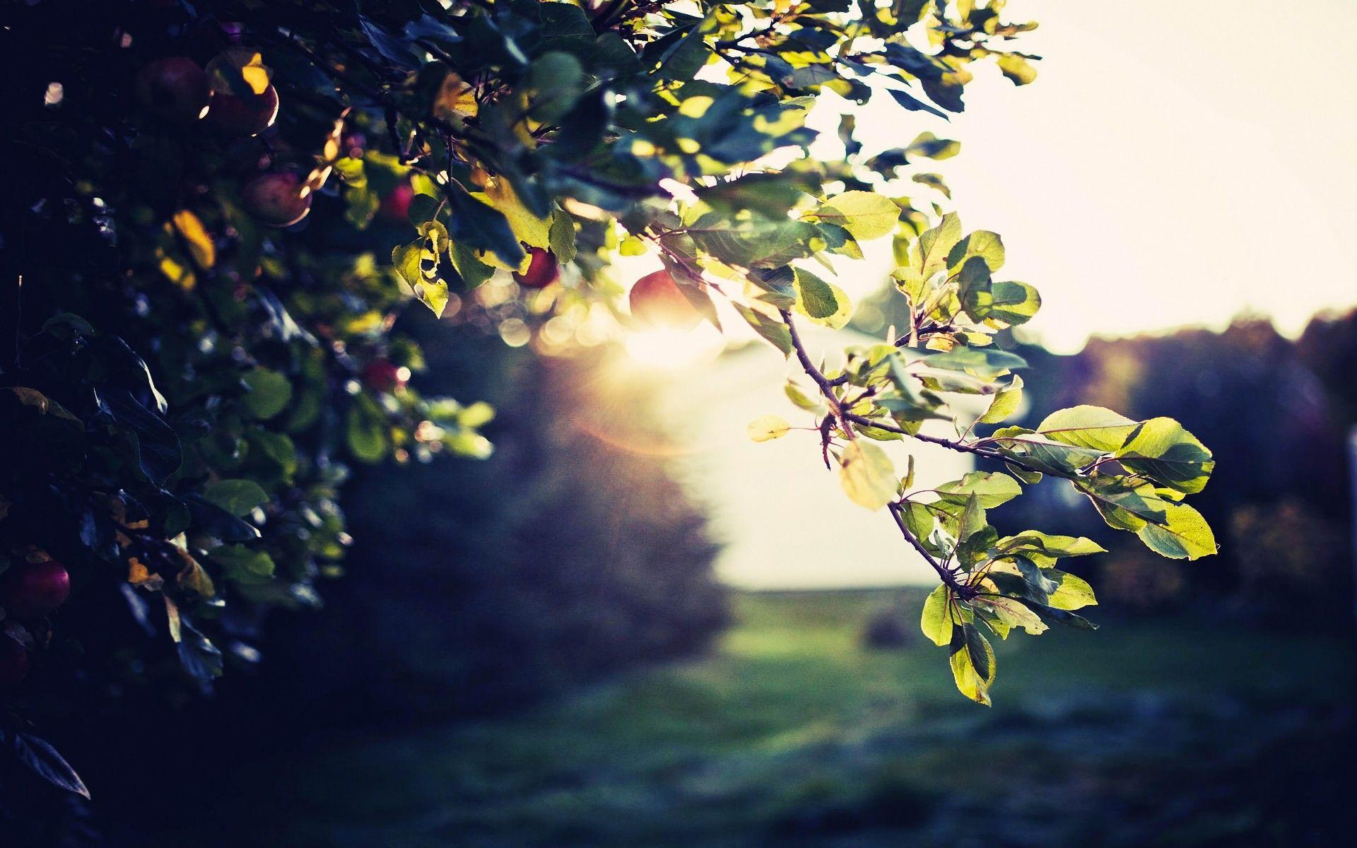 1920x1200 New HD Wallpaper For Desktop