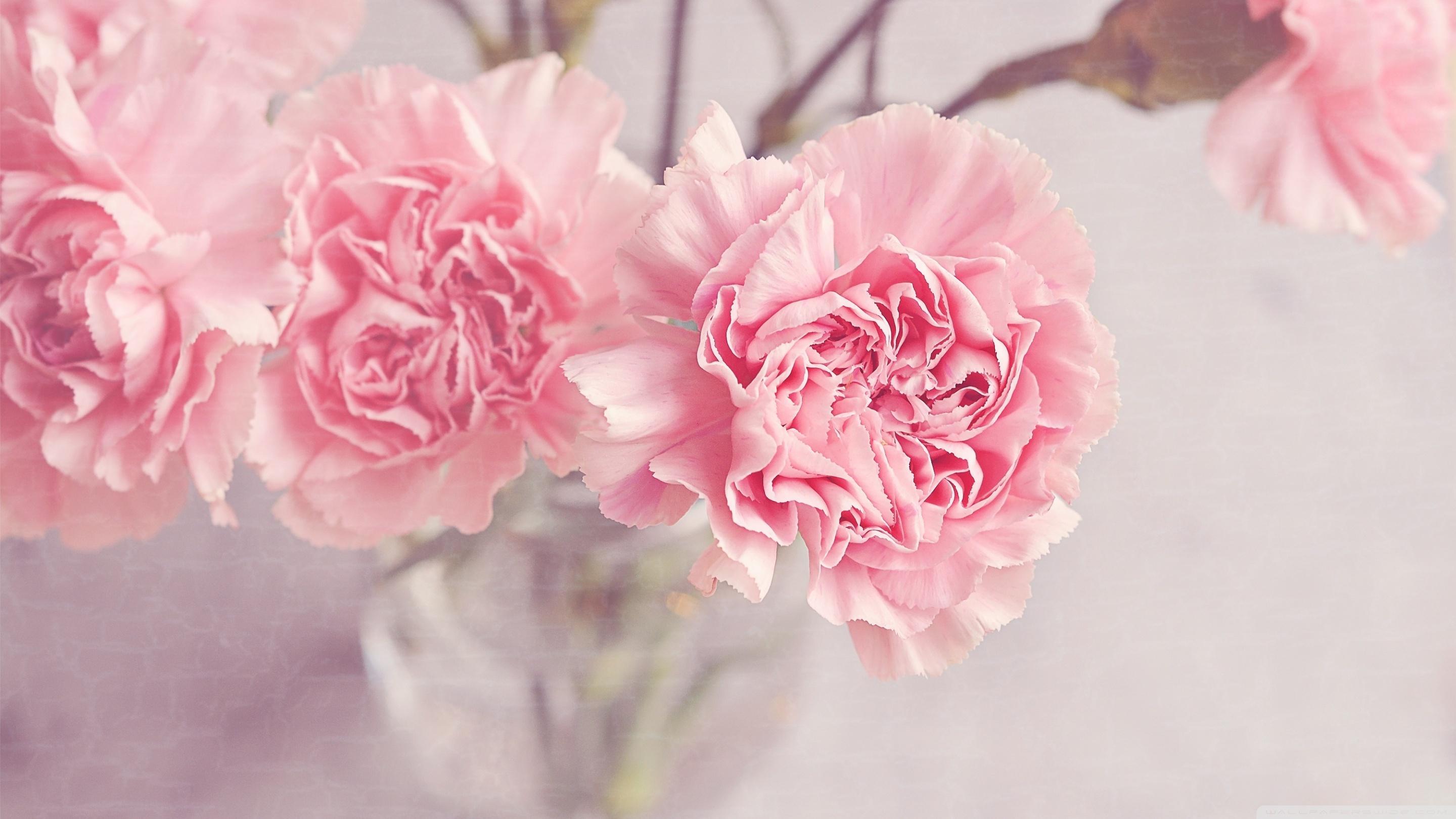 2880x1620 Pink HD Desktop Wallpaper