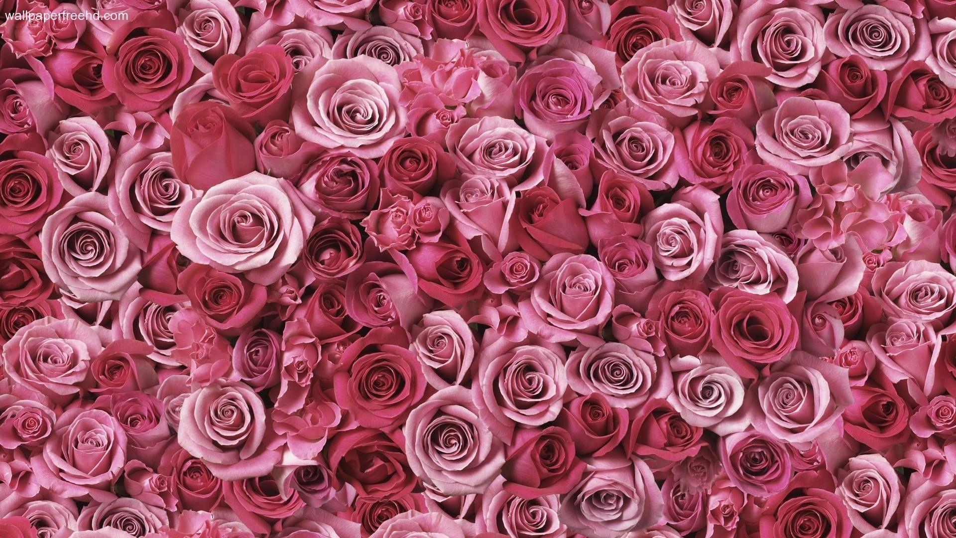 1920x1080 Pink Desktop Wallpaper