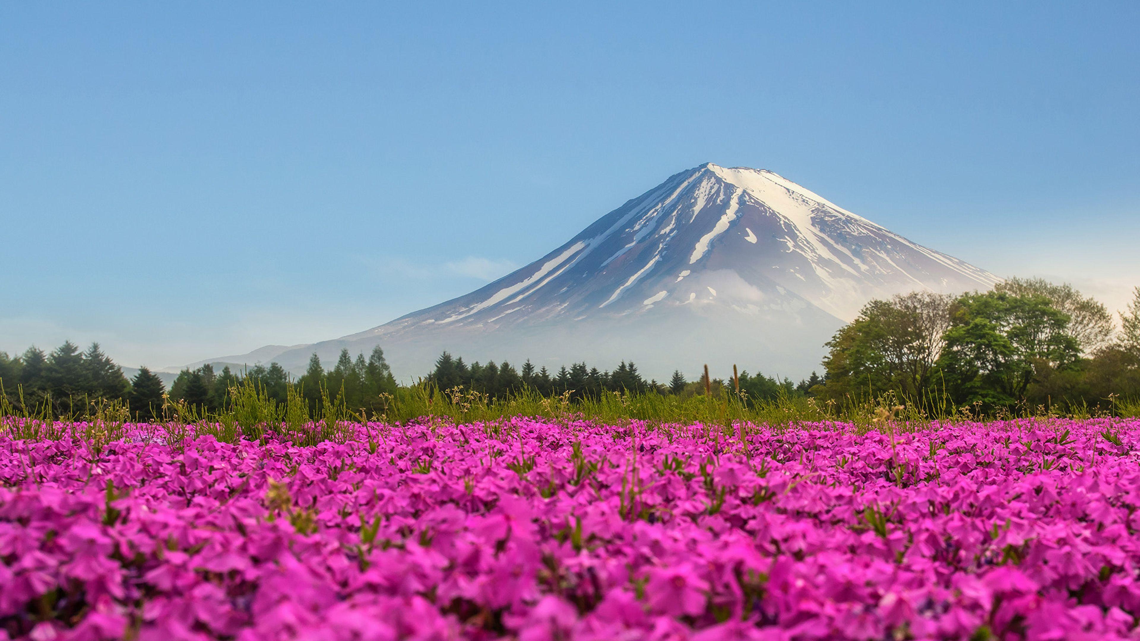 3840x2160 Mountain Fuji Japan Shibasakura Pink Color Flower 4k Ultra HD