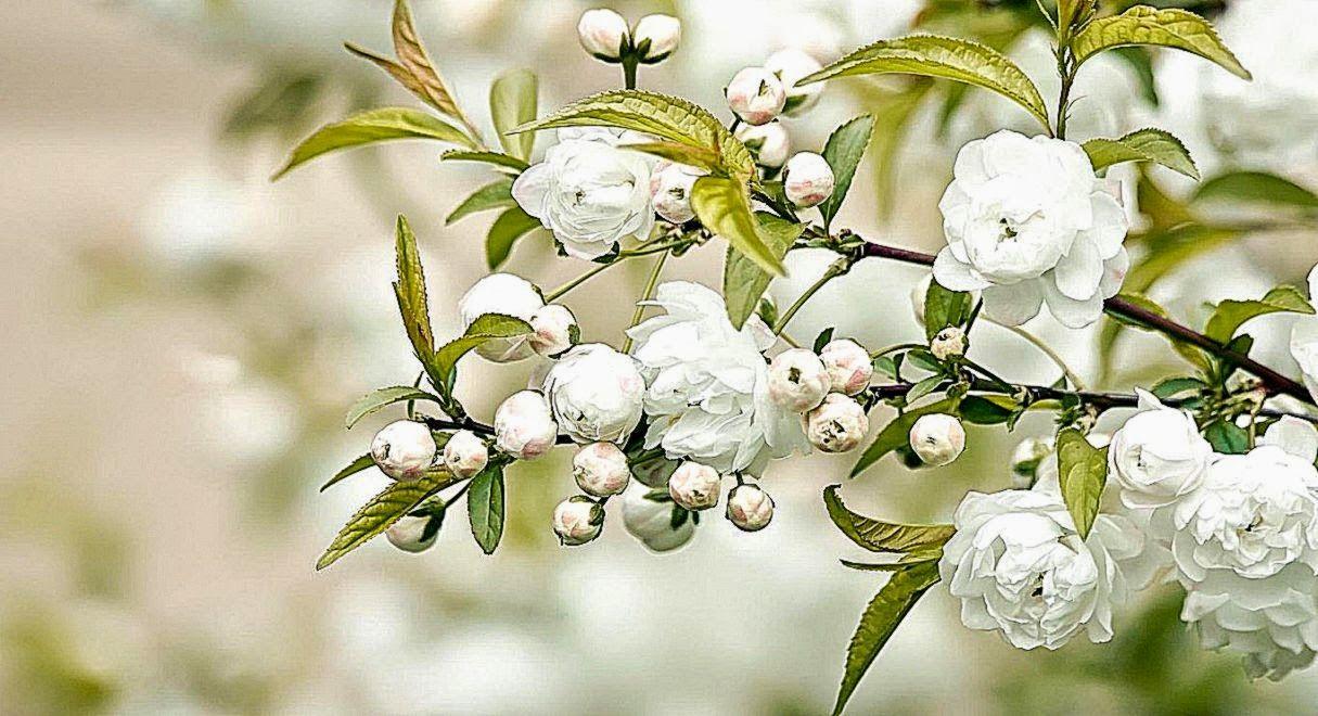 1215x660 All About HD Wallpaper: White Wallpaper Fullscreen Desktop