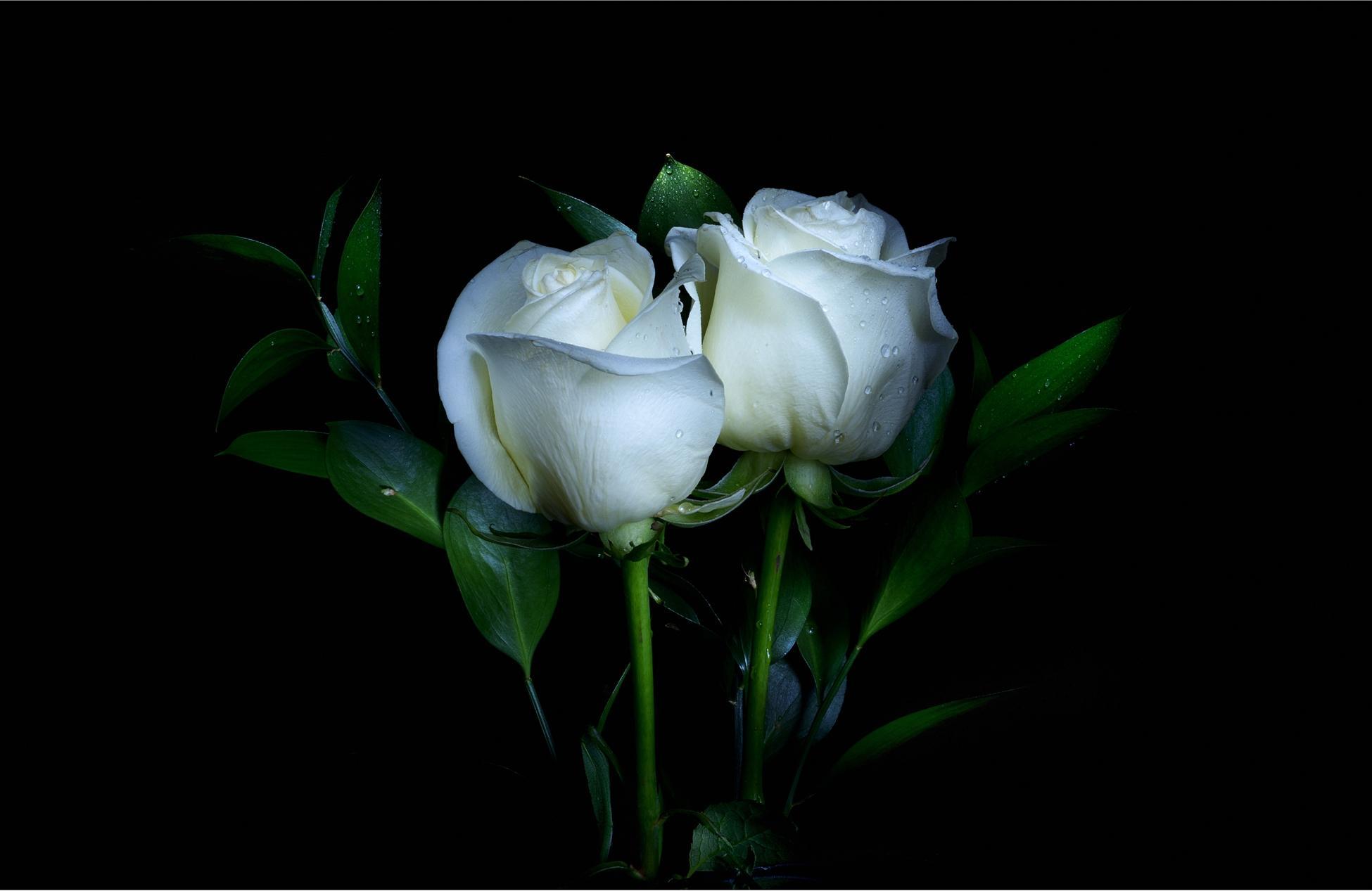 1950x1267 White Rose Desktop Wallpaper