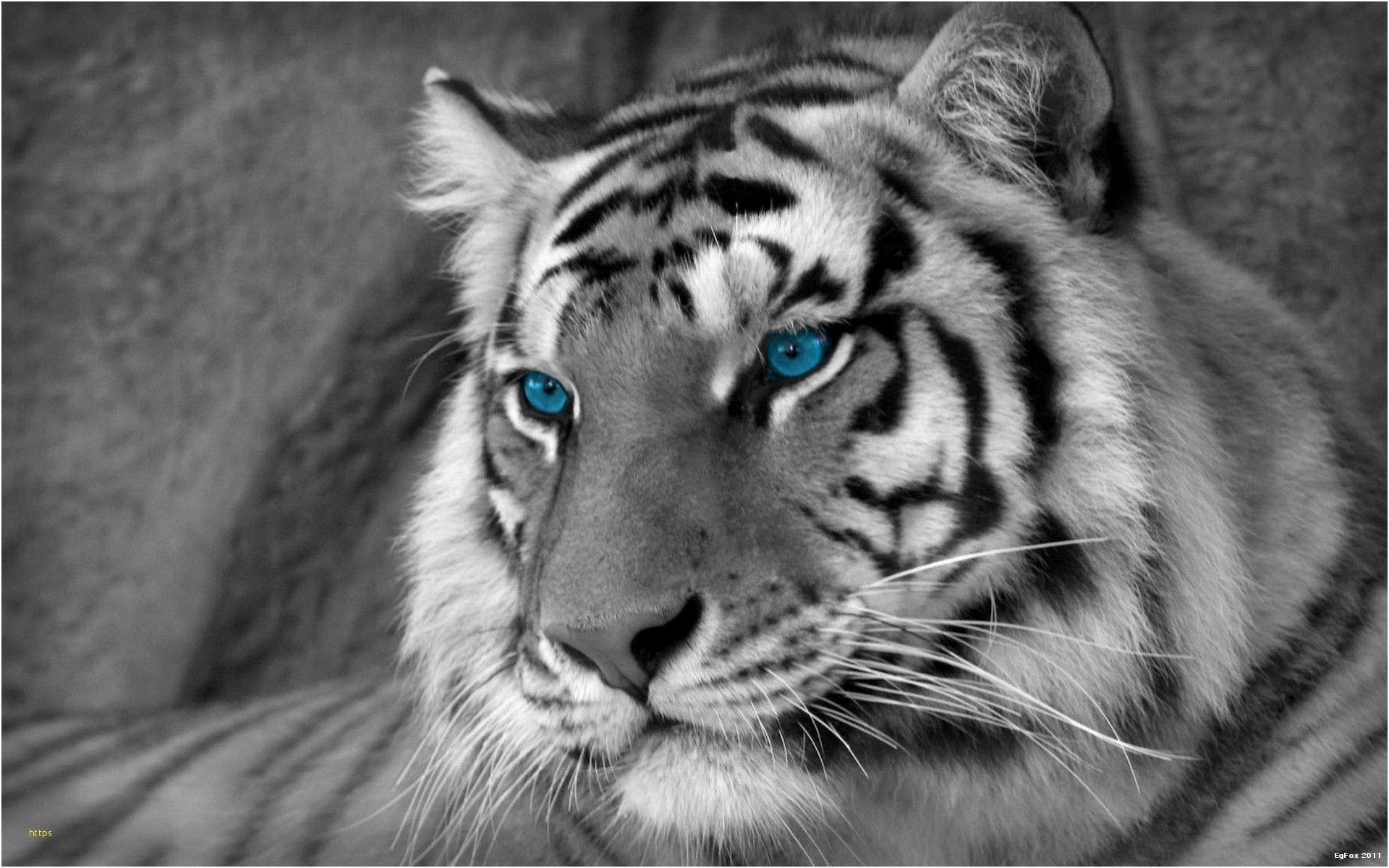 1920x1200 Tigers Wallpaper Inspirational Awesome Tiger HD Wallpaper